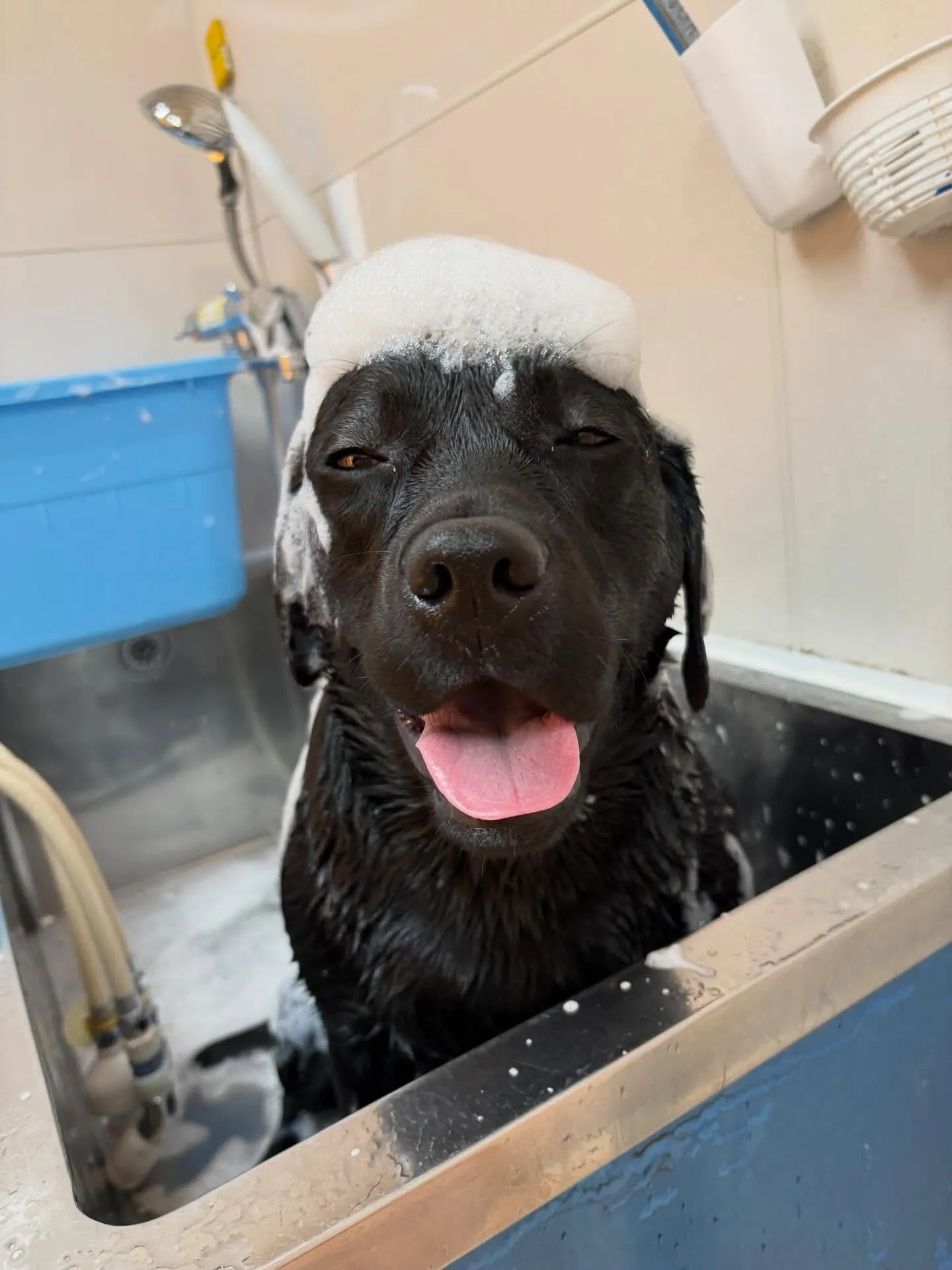 犬のシャンプー🫧