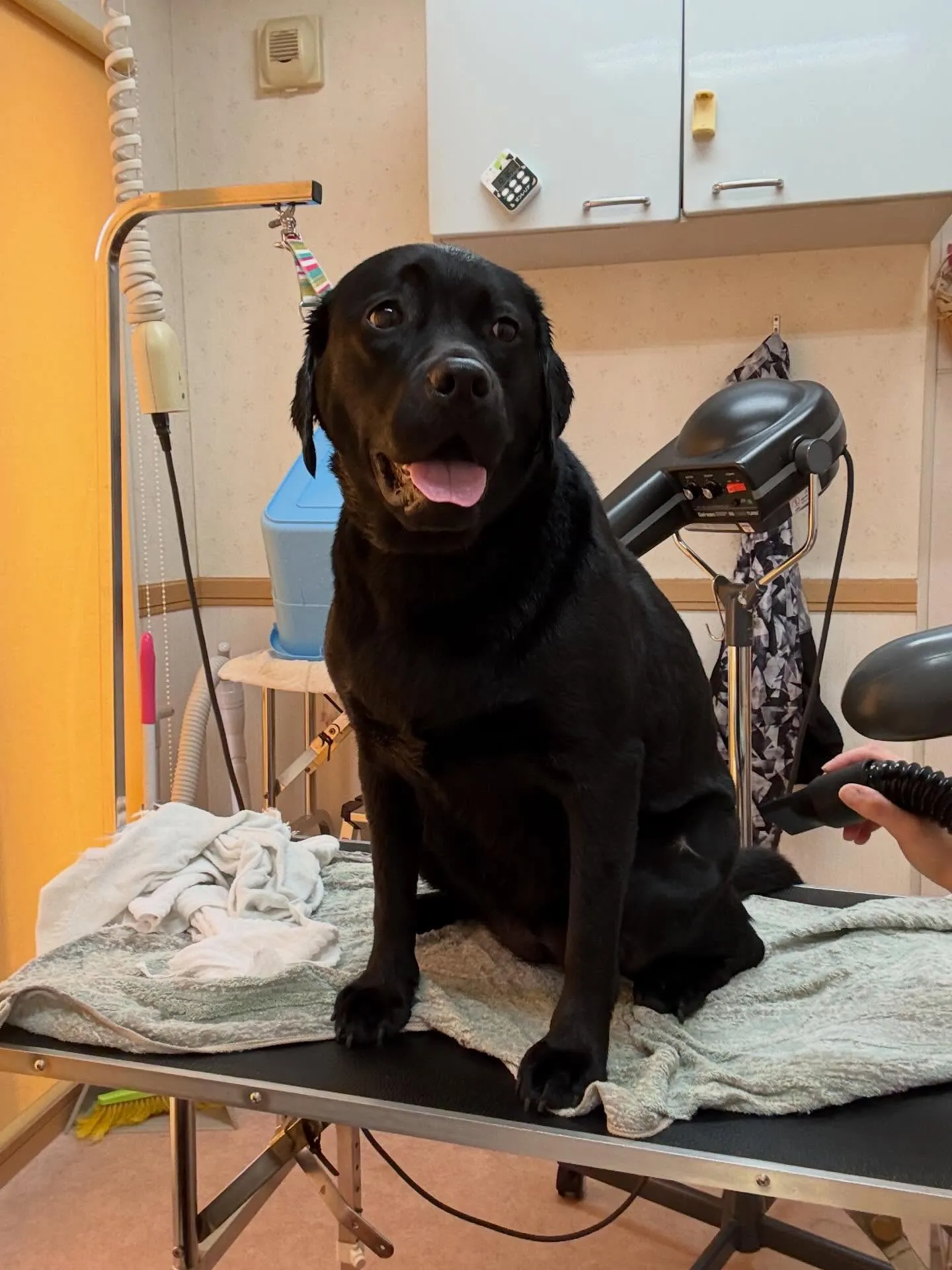 犬のシャンプー🫧