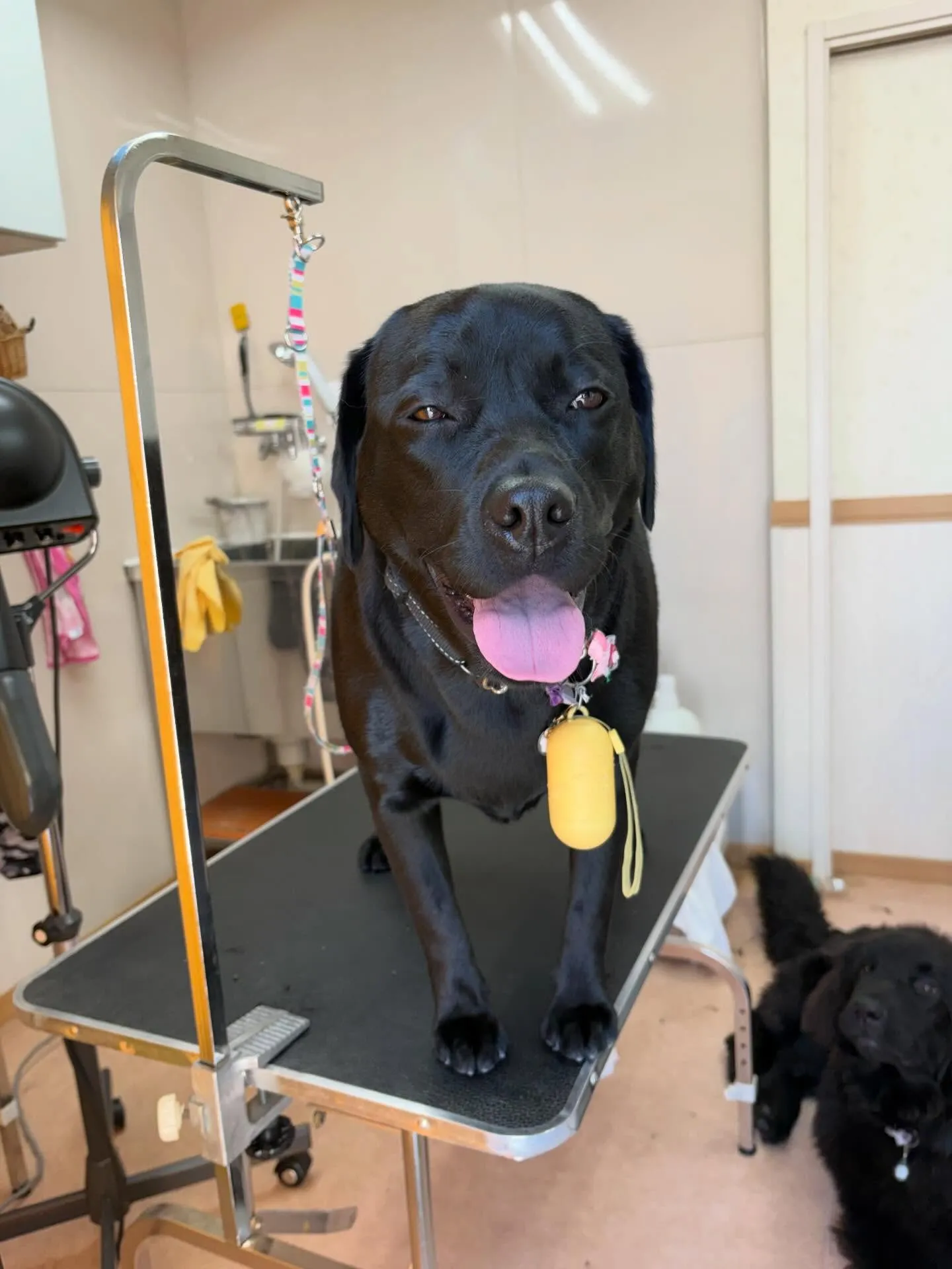 犬のシャンプー🫧