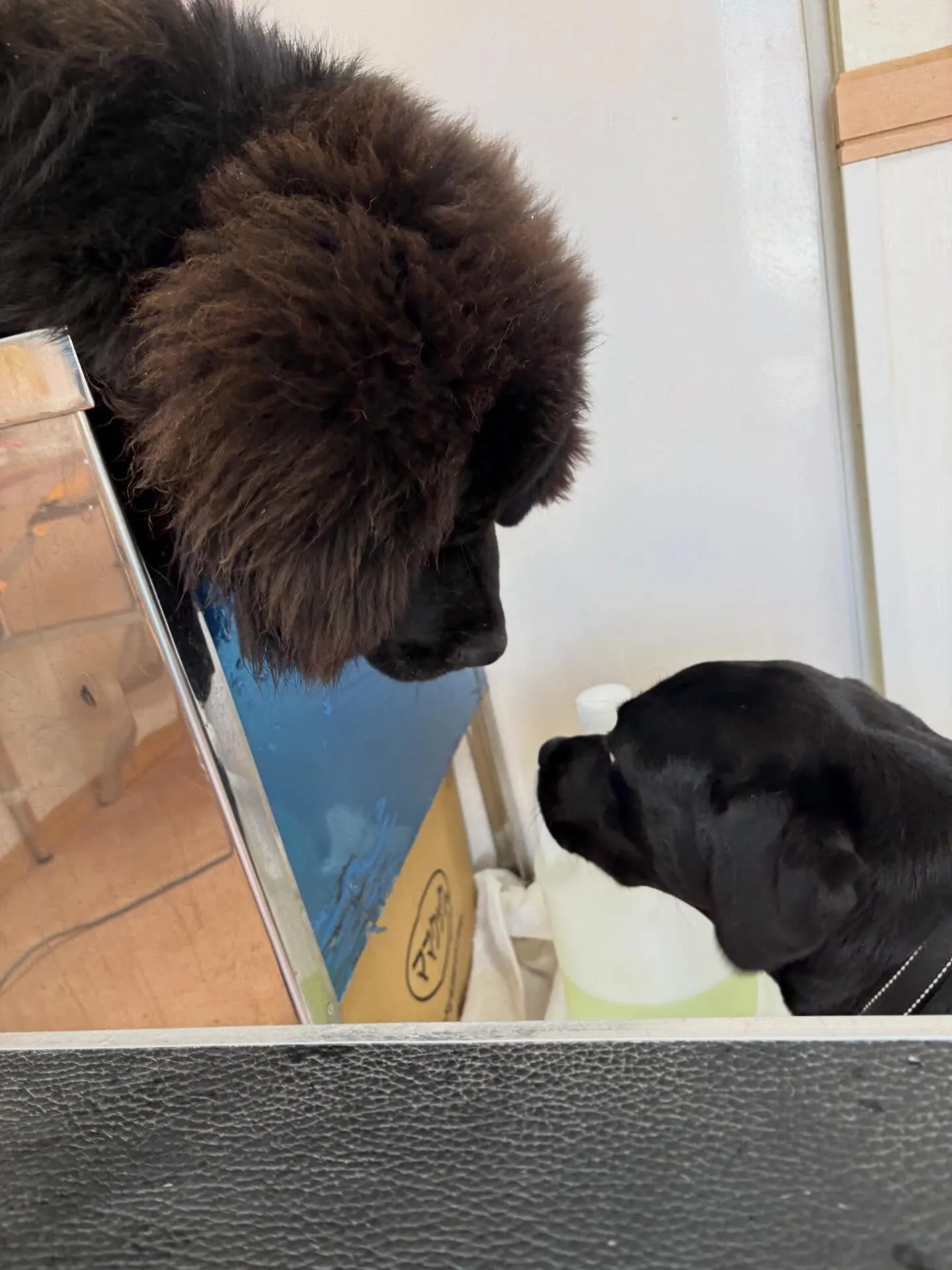 犬のシャンプー🫧