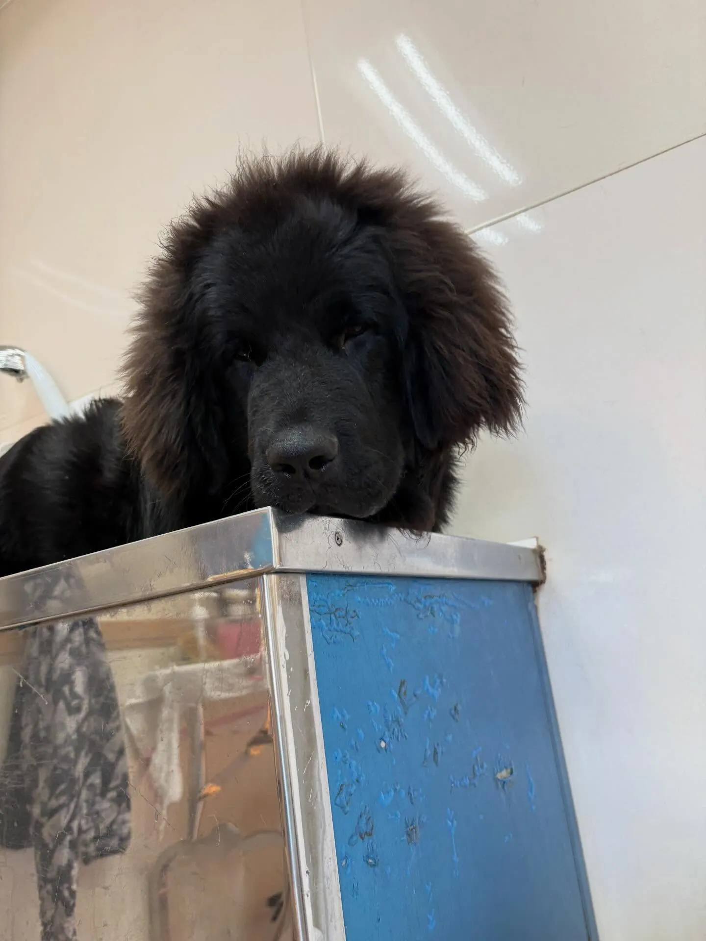 犬のシャンプー🫧