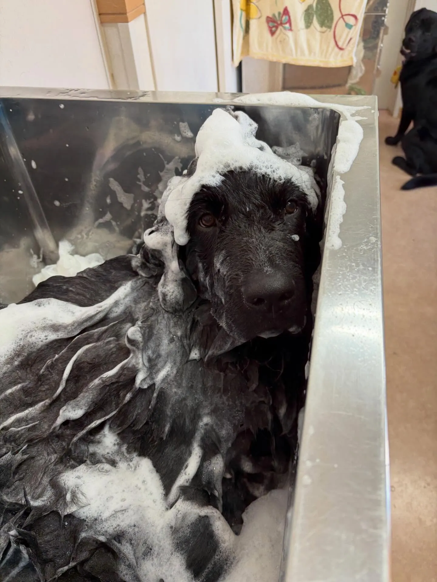 犬のシャンプー🫧