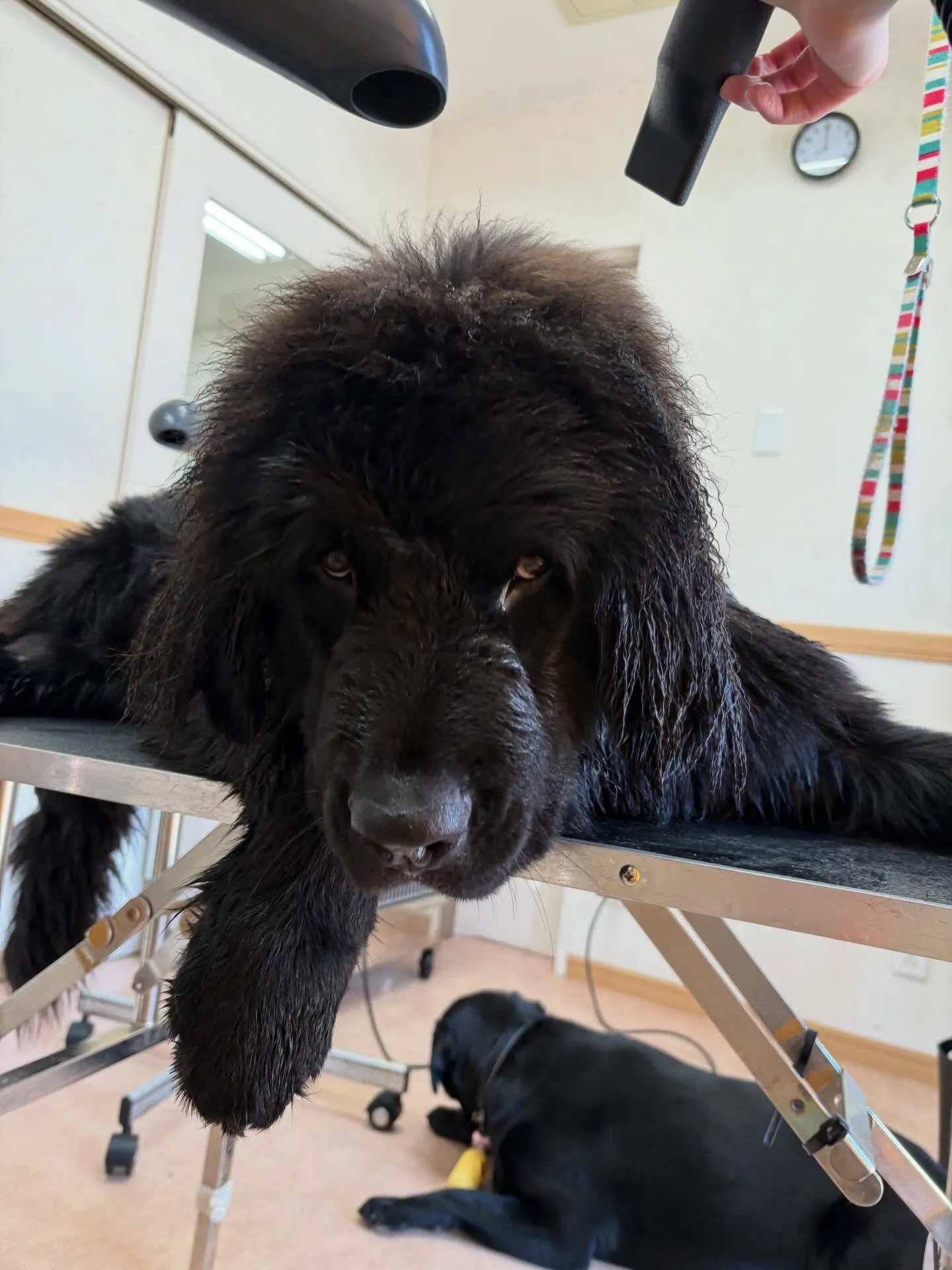 犬のシャンプー🫧