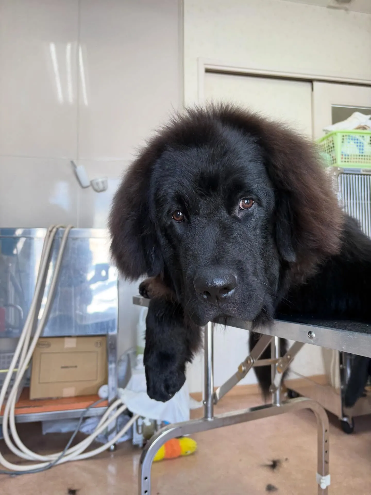 犬のシャンプー🫧