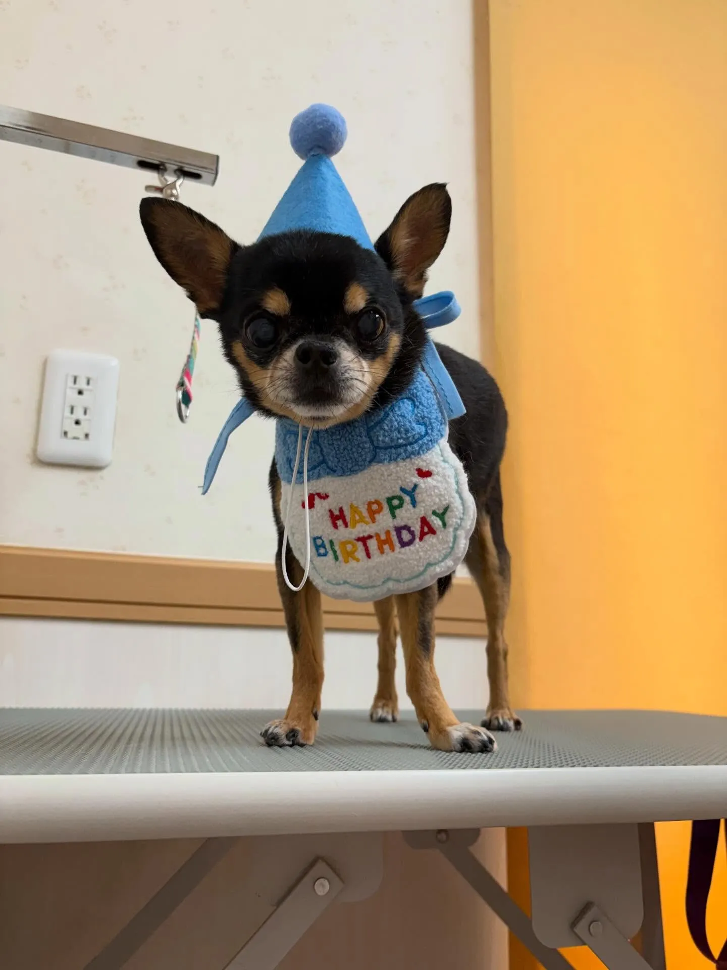 犬のシャンプー🫧