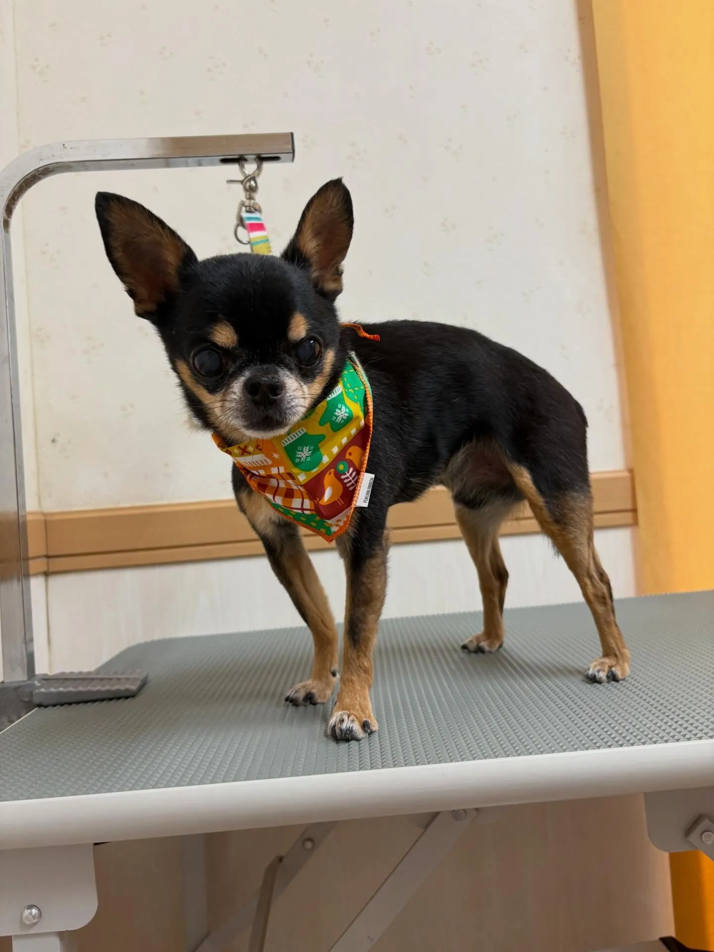 犬のシャンプー🫧