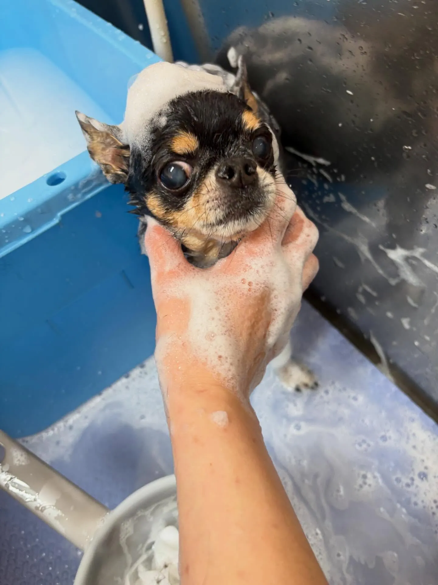 犬のシャンプー🫧