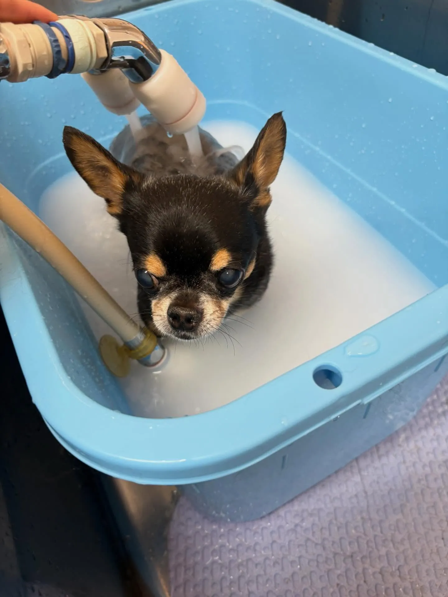 犬のシャンプー🫧