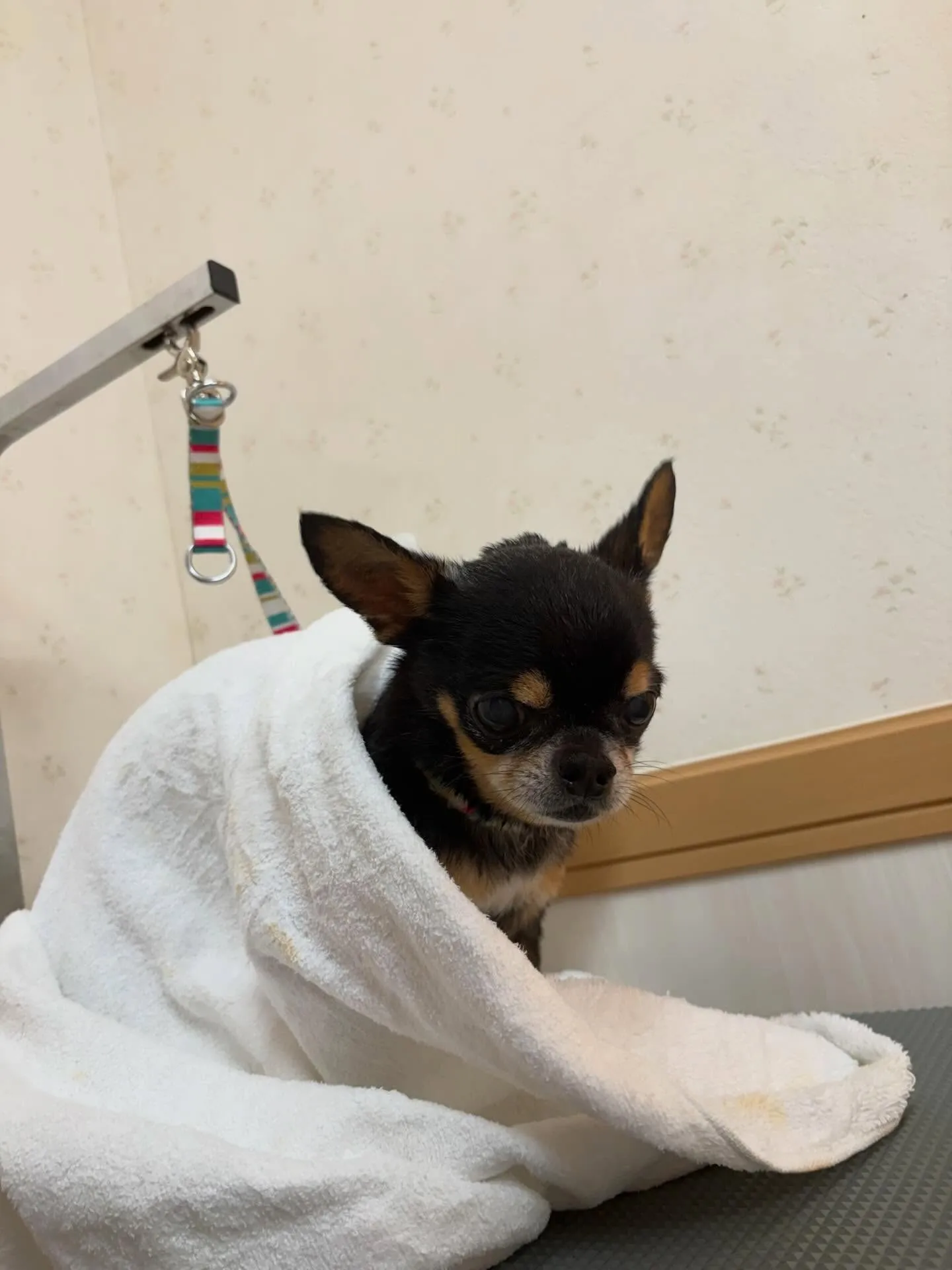 犬のシャンプー🫧