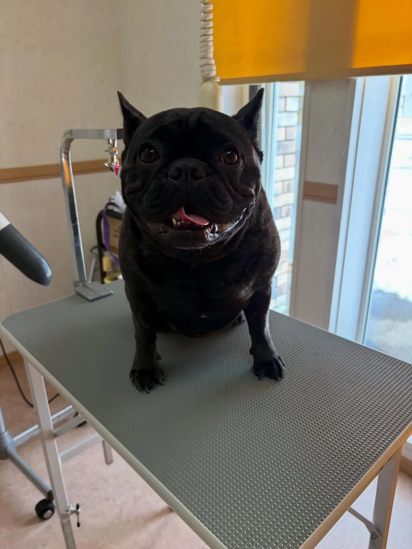 犬のシャンプー🫧