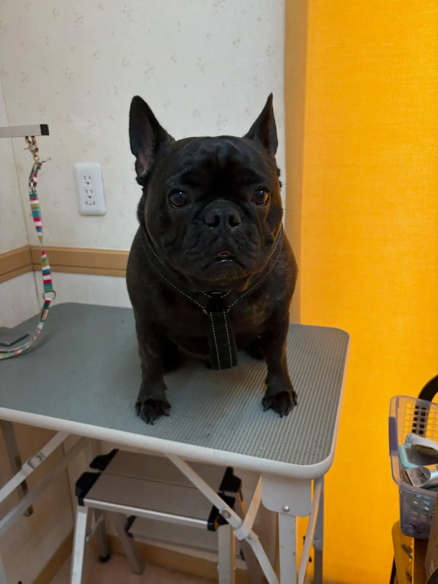 犬のシャンプー🫧