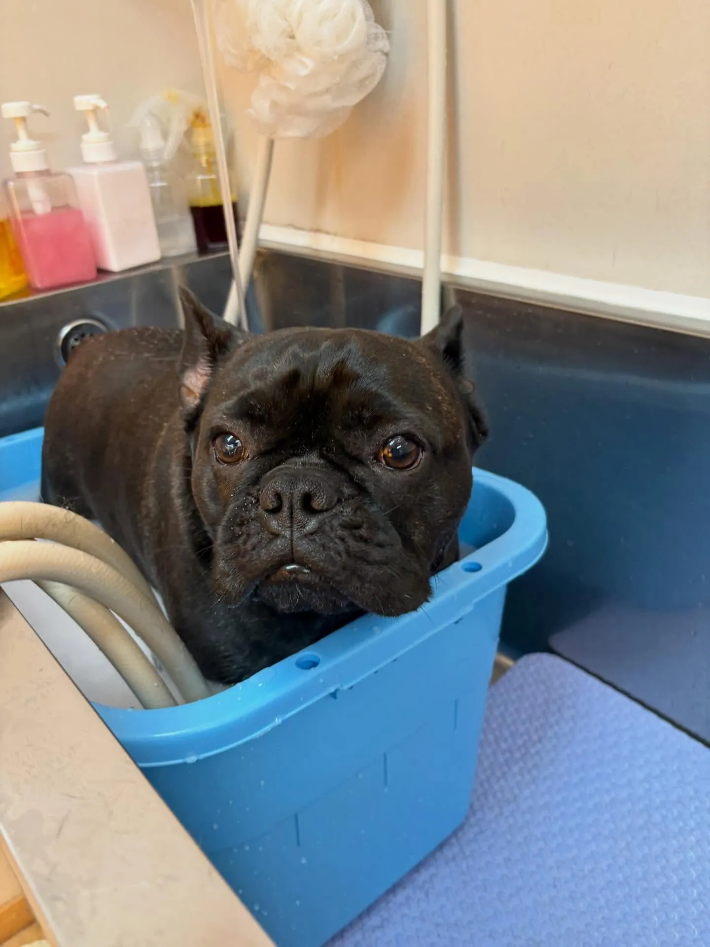 犬のシャンプー🫧