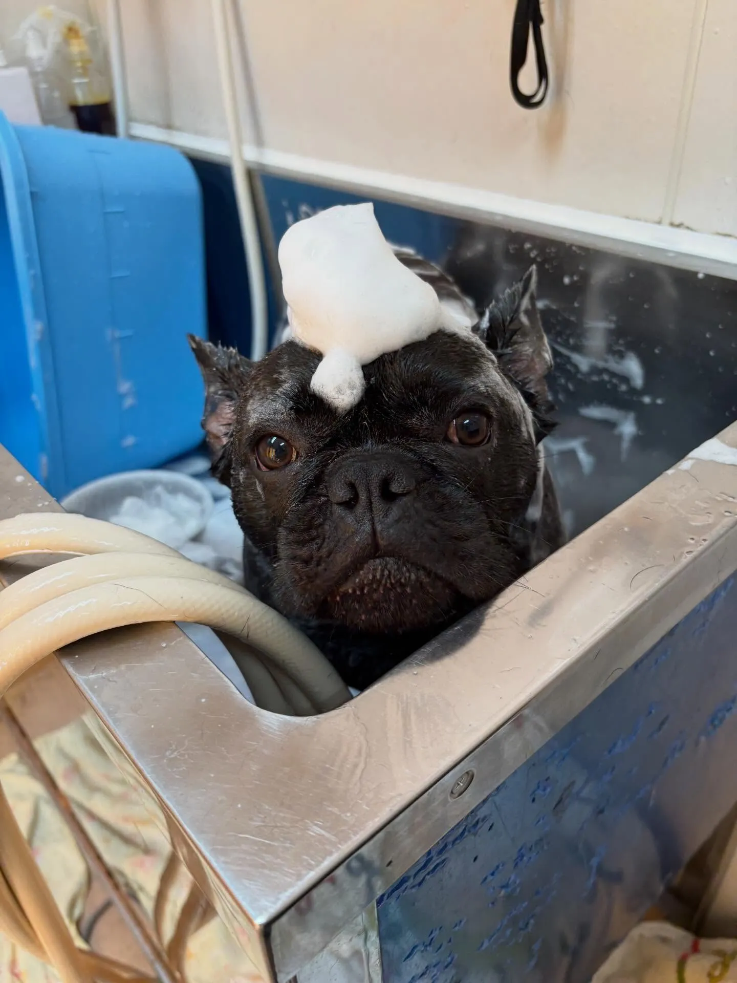 犬のシャンプー🫧