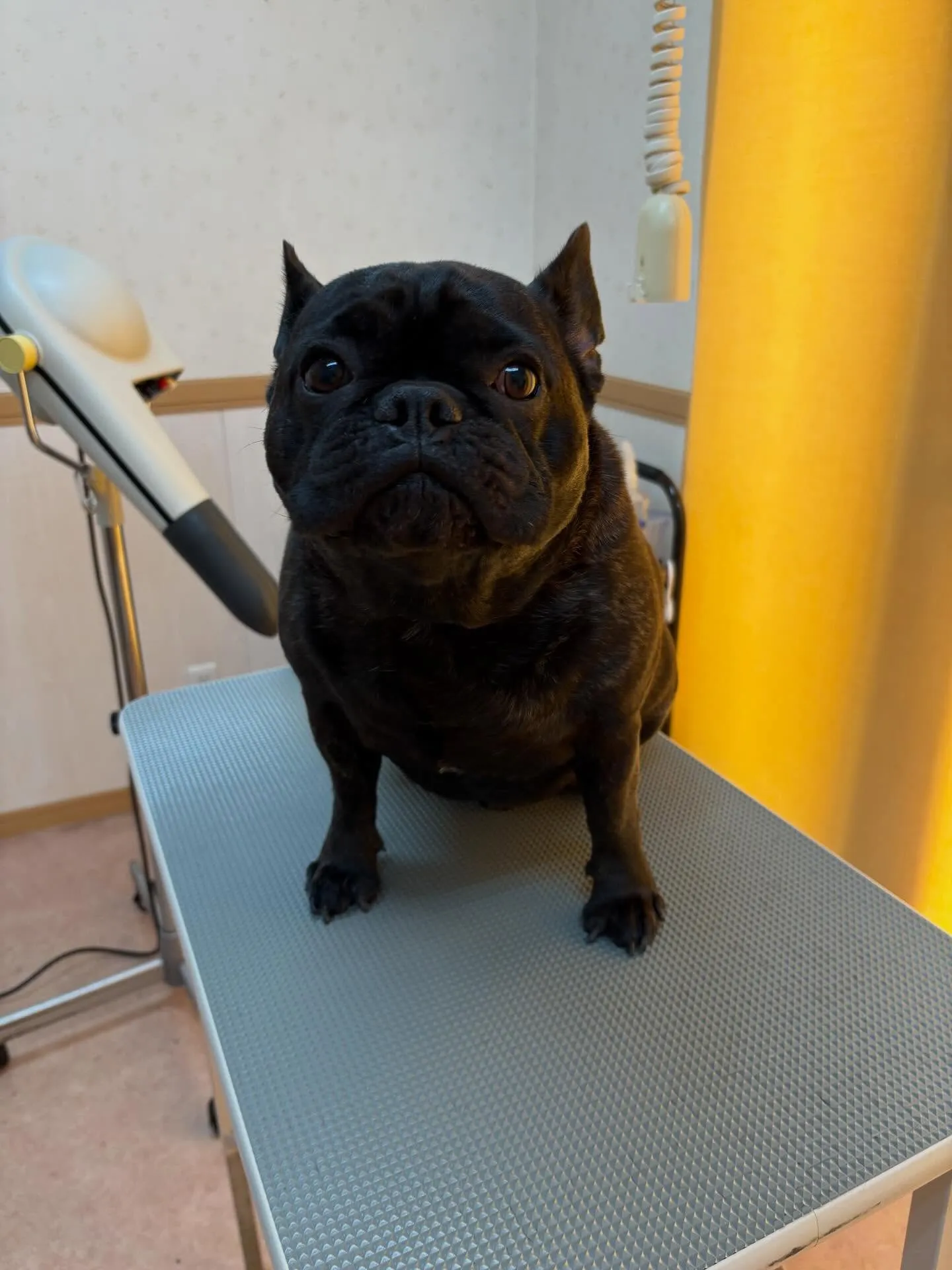 犬のシャンプー🫧