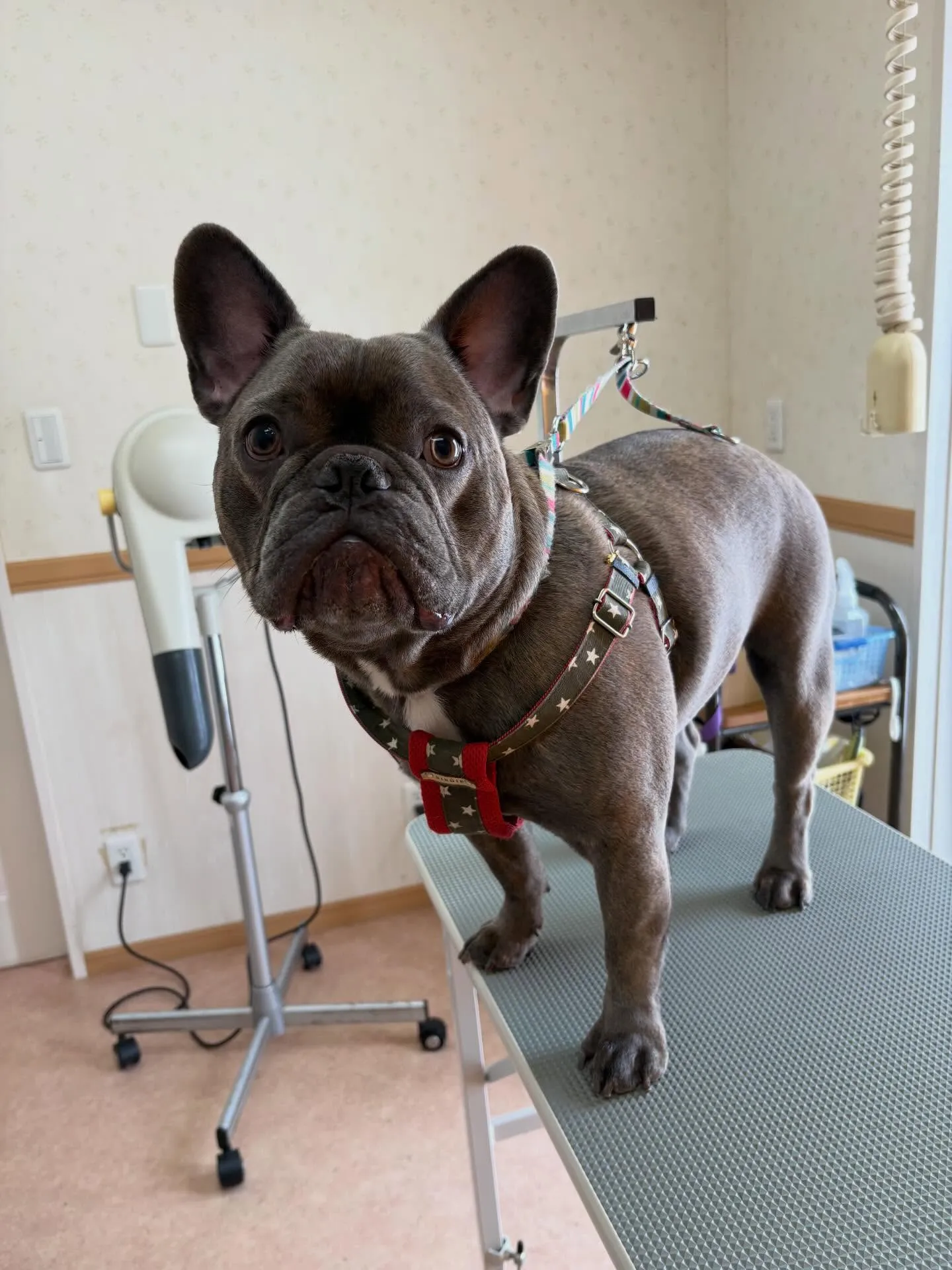 犬のシャンプー🫧