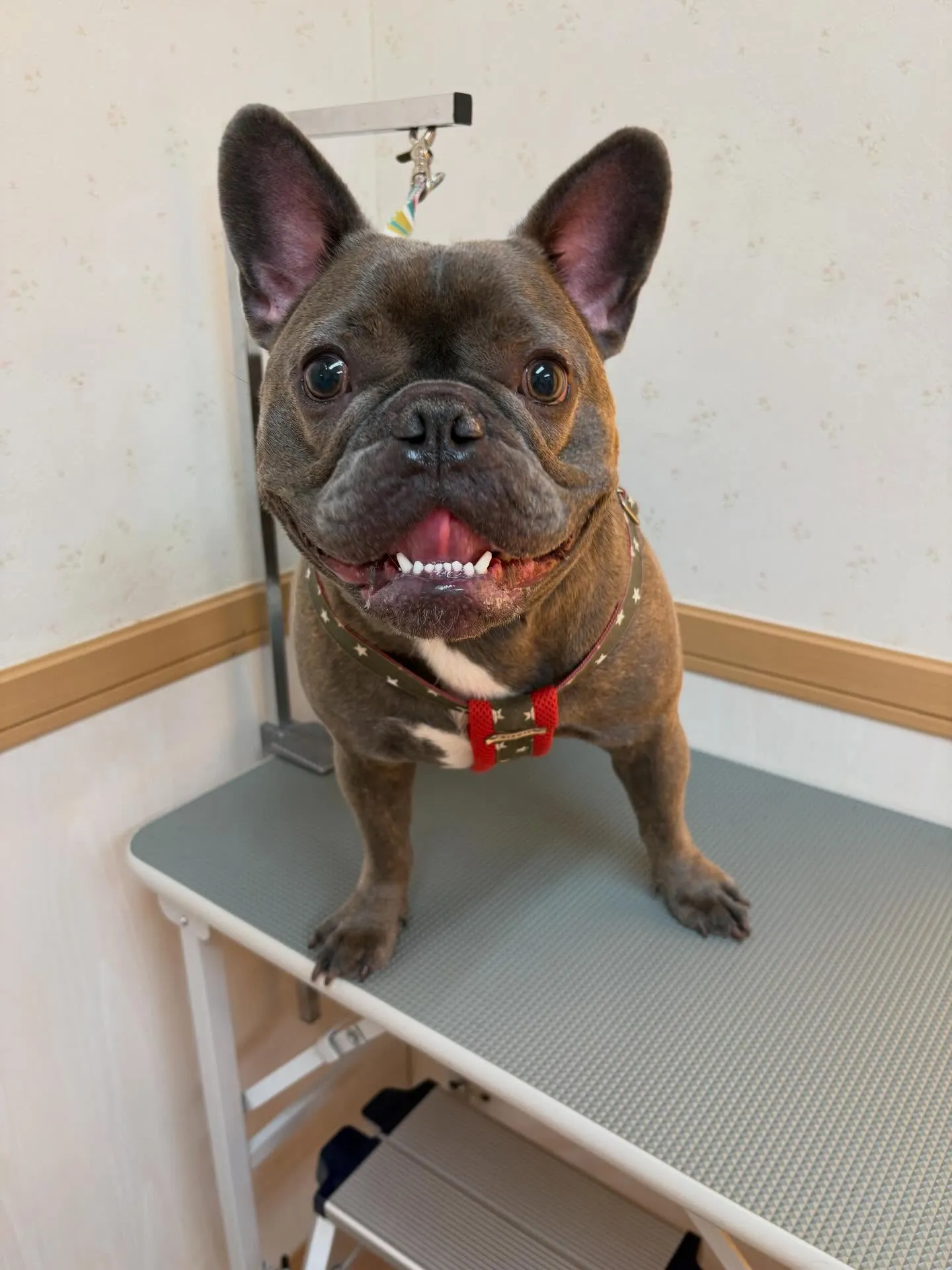 犬のシャンプー🫧