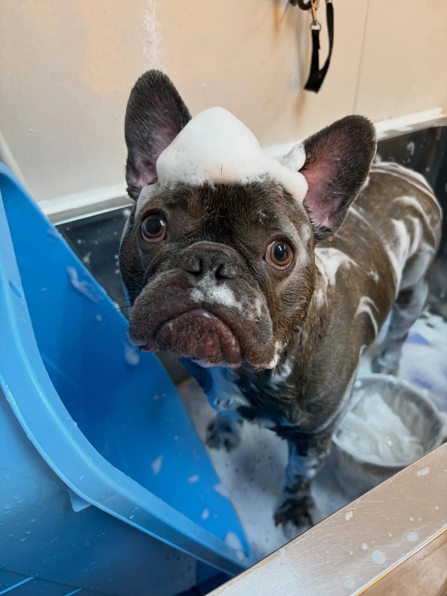 犬のシャンプー🫧