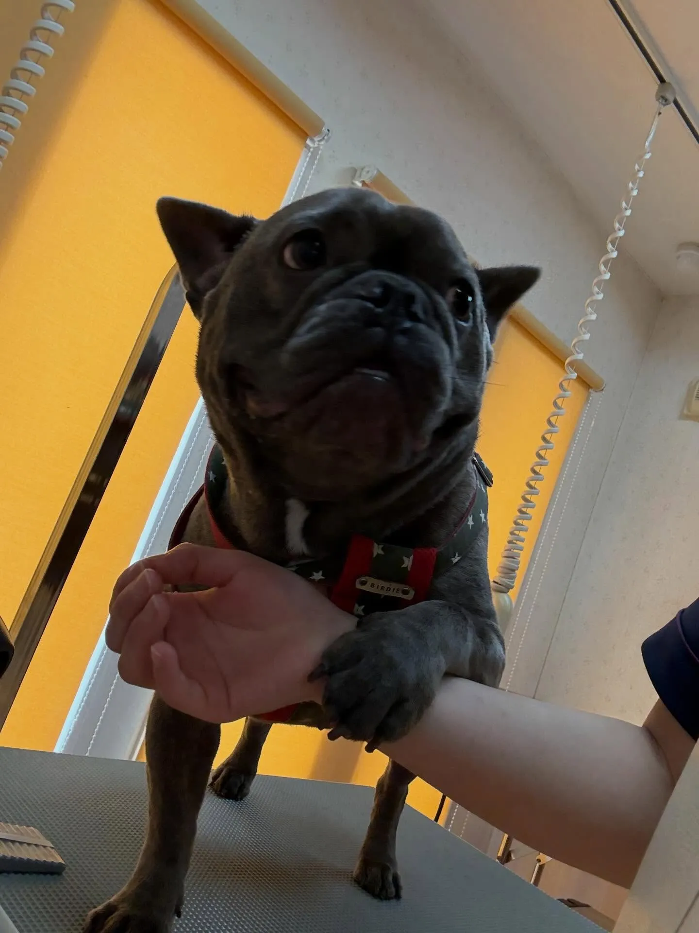 犬のシャンプー🫧