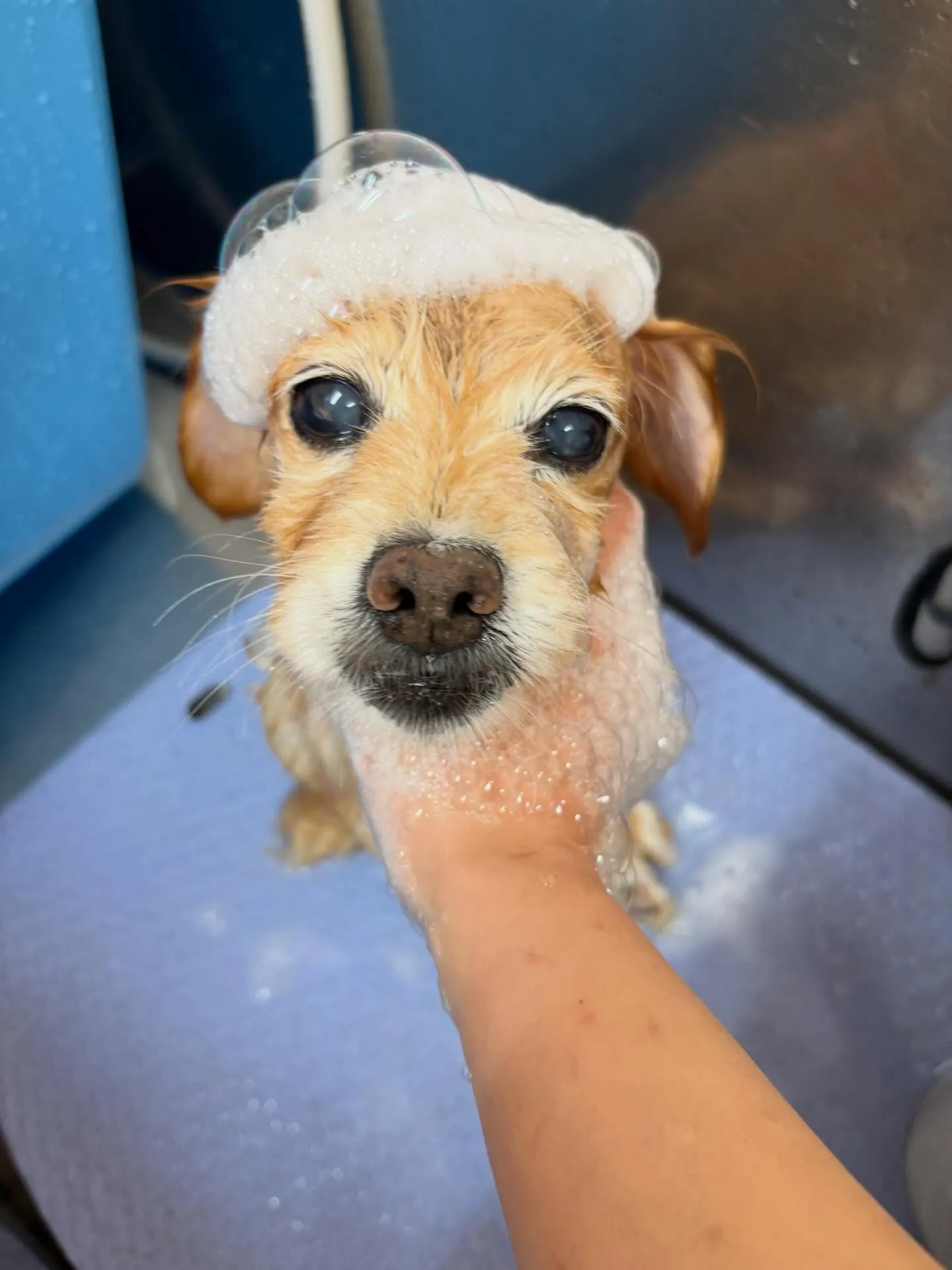 犬のトリミング✂️