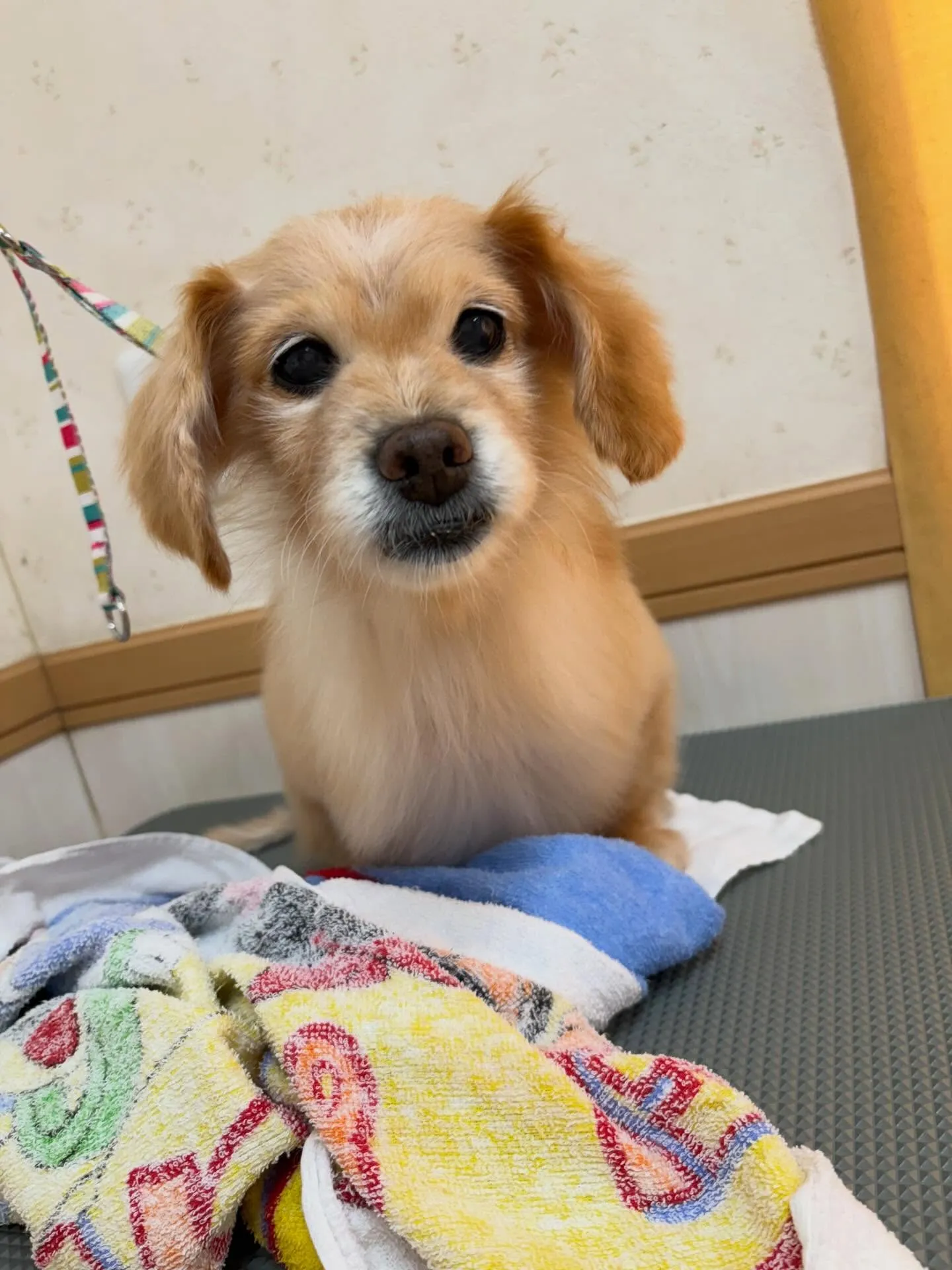 犬のトリミング✂️