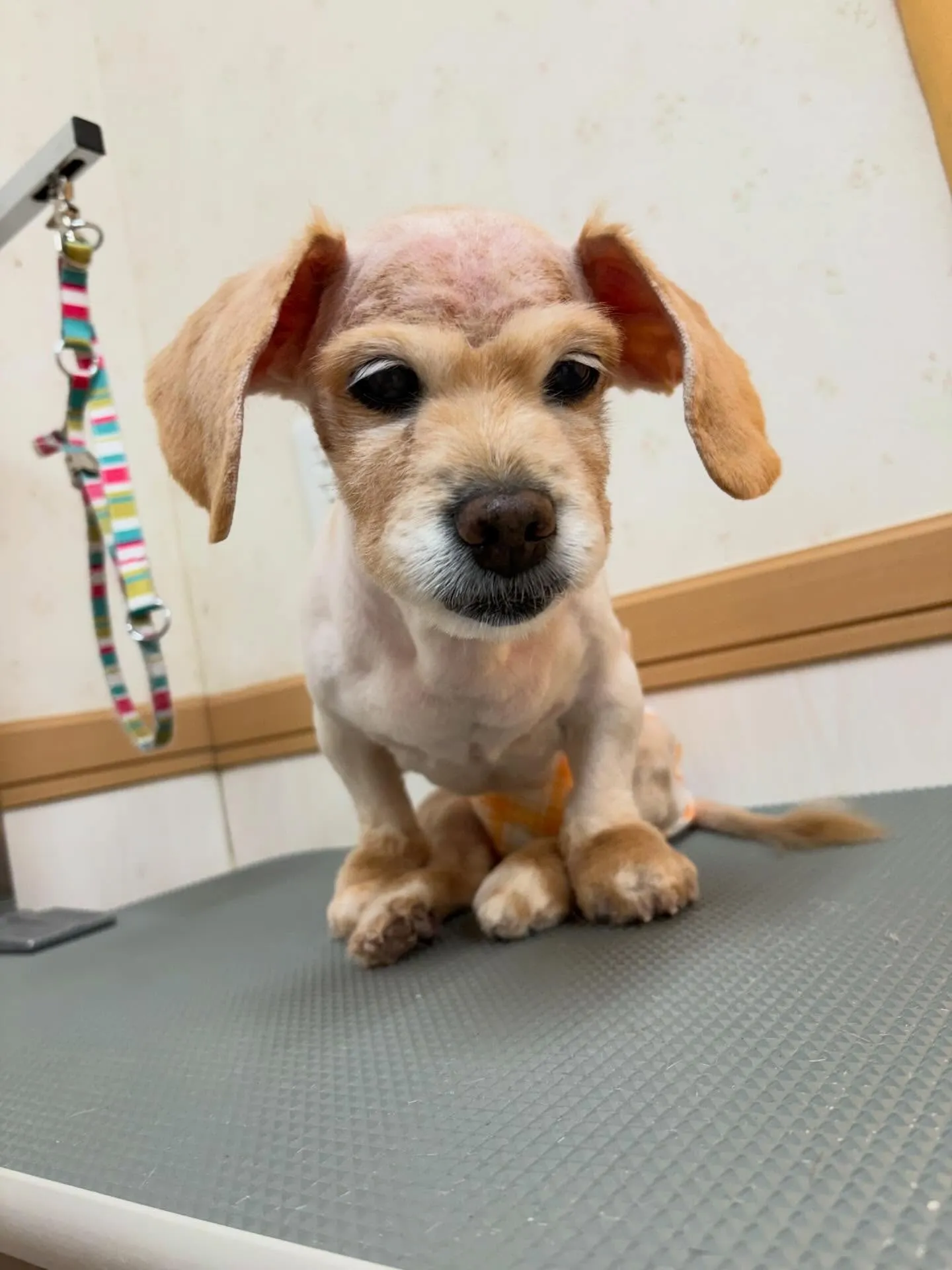 犬のトリミング✂️