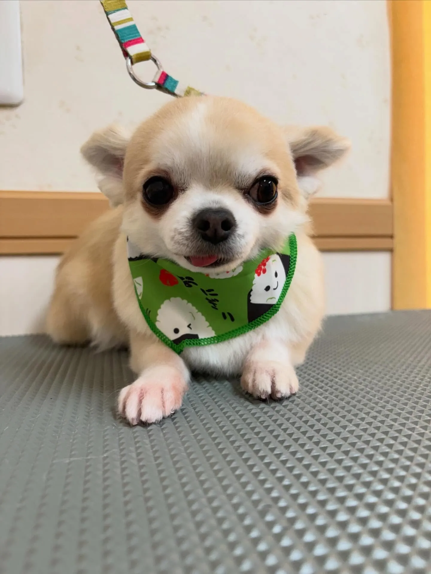 犬のトリミング✂️