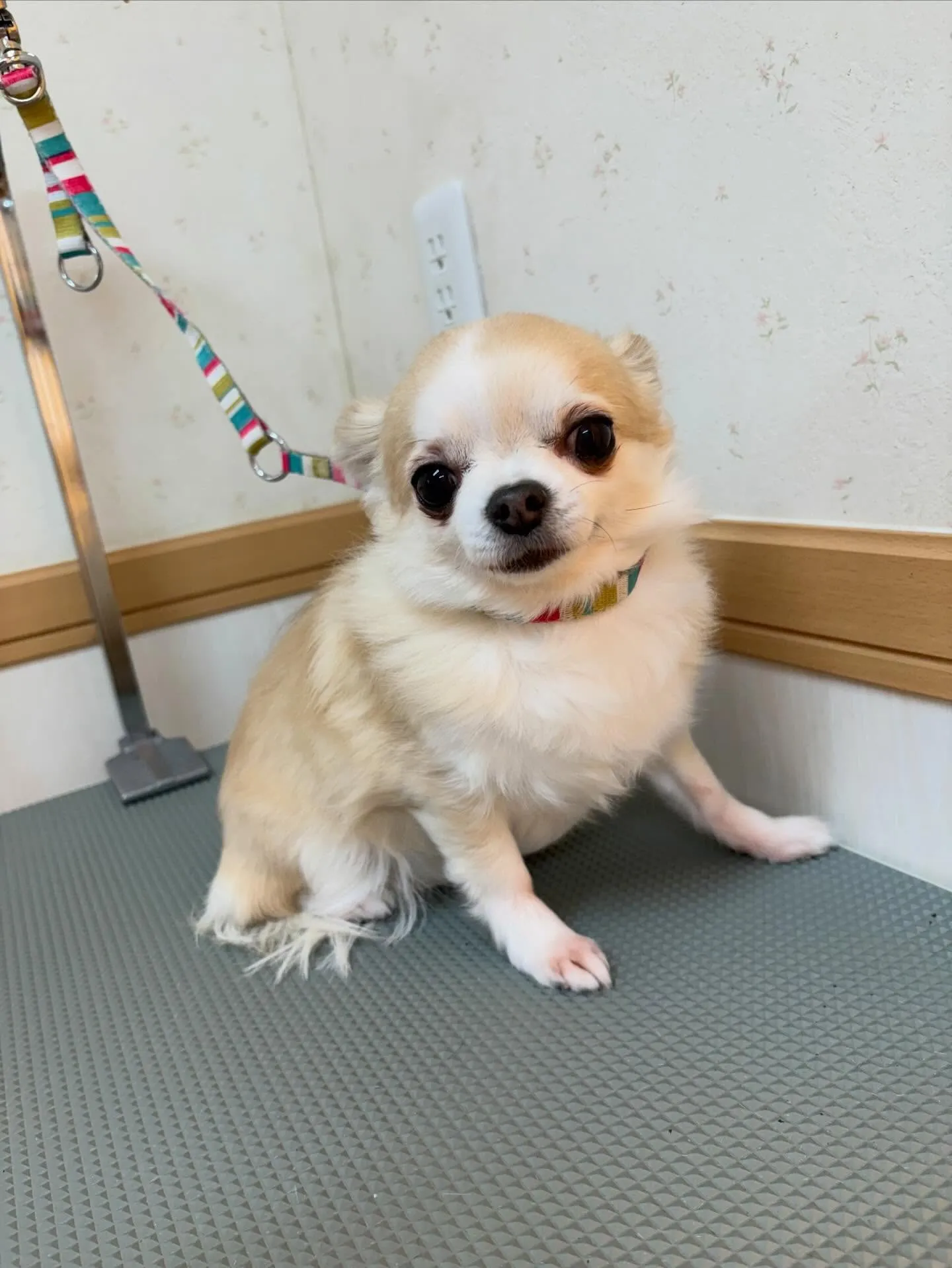 犬のトリミング✂️