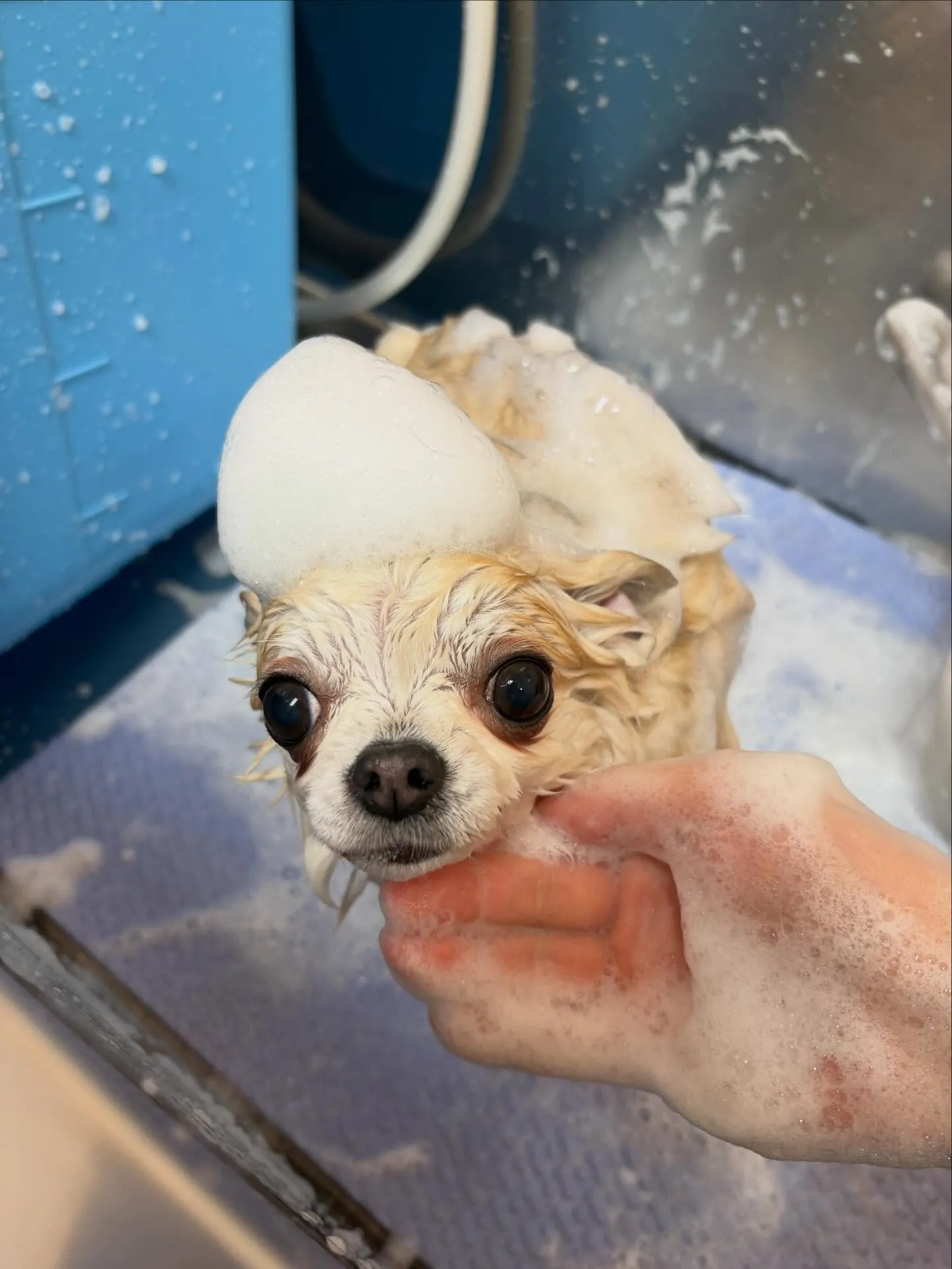 犬のトリミング✂️