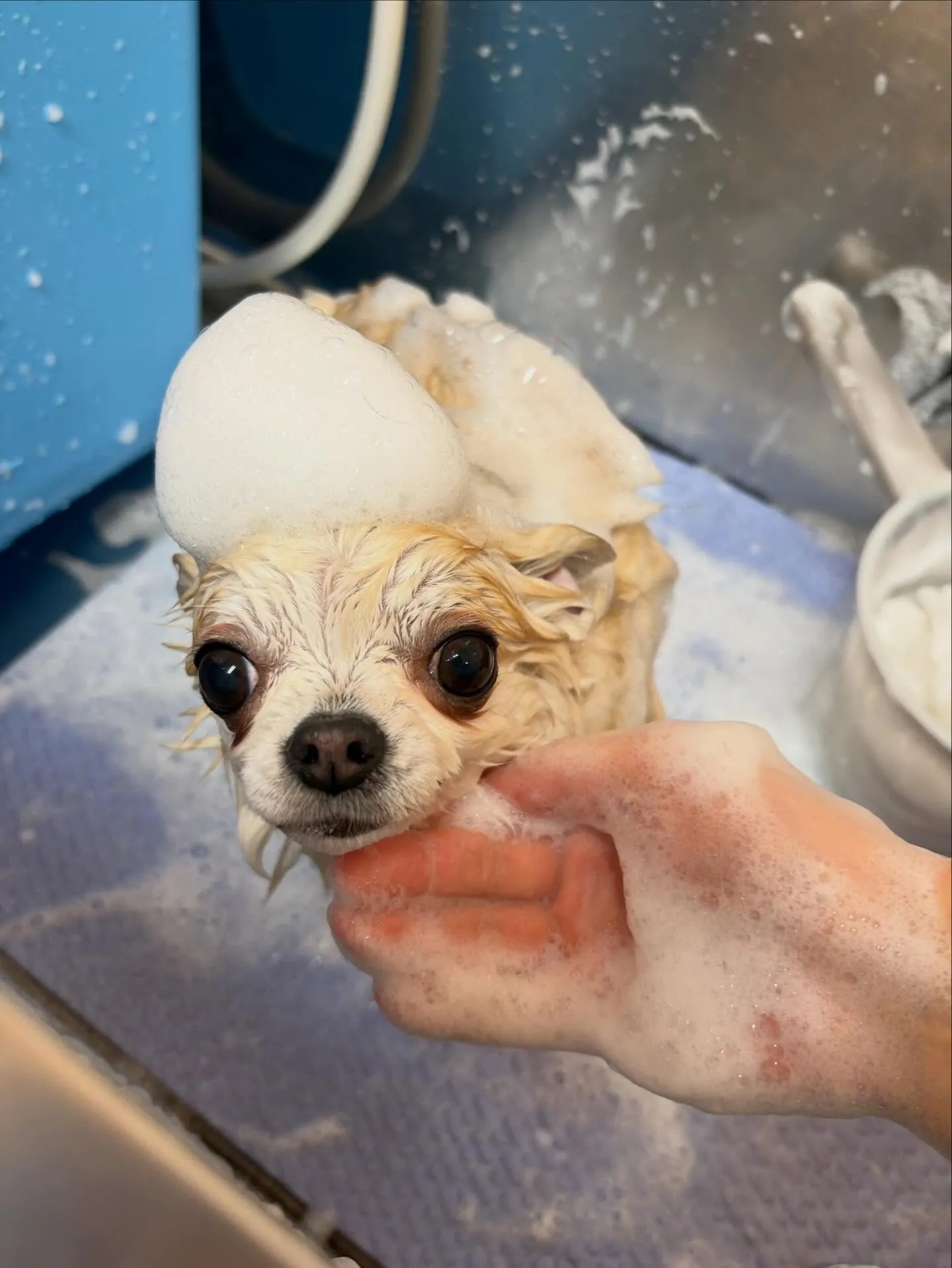 犬のトリミング✂️