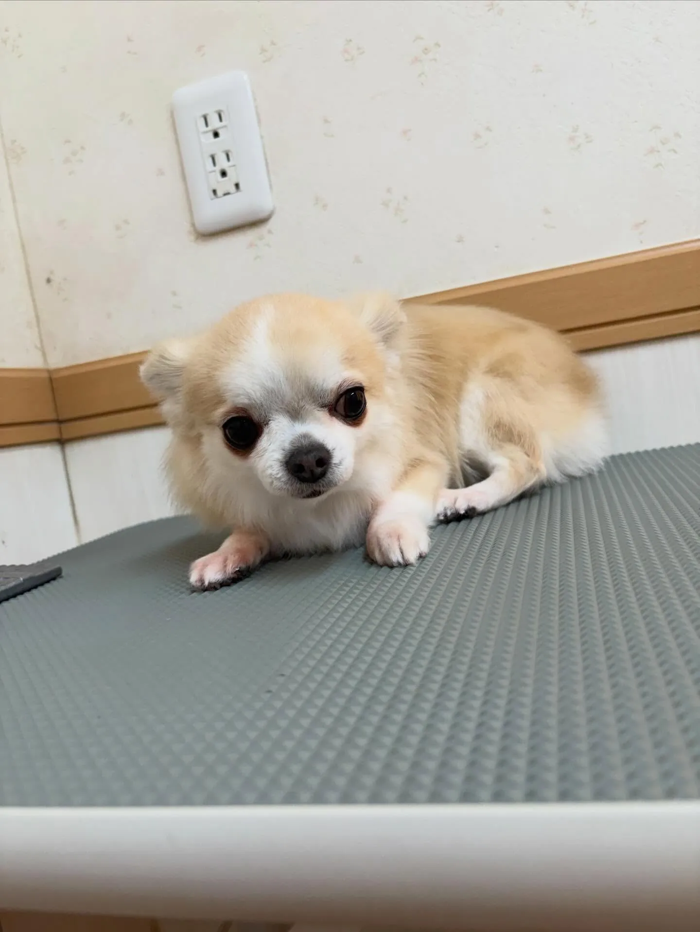 犬のトリミング✂️