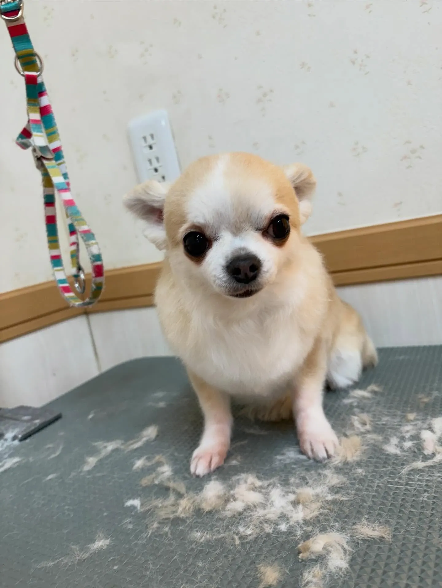 犬のトリミング✂️