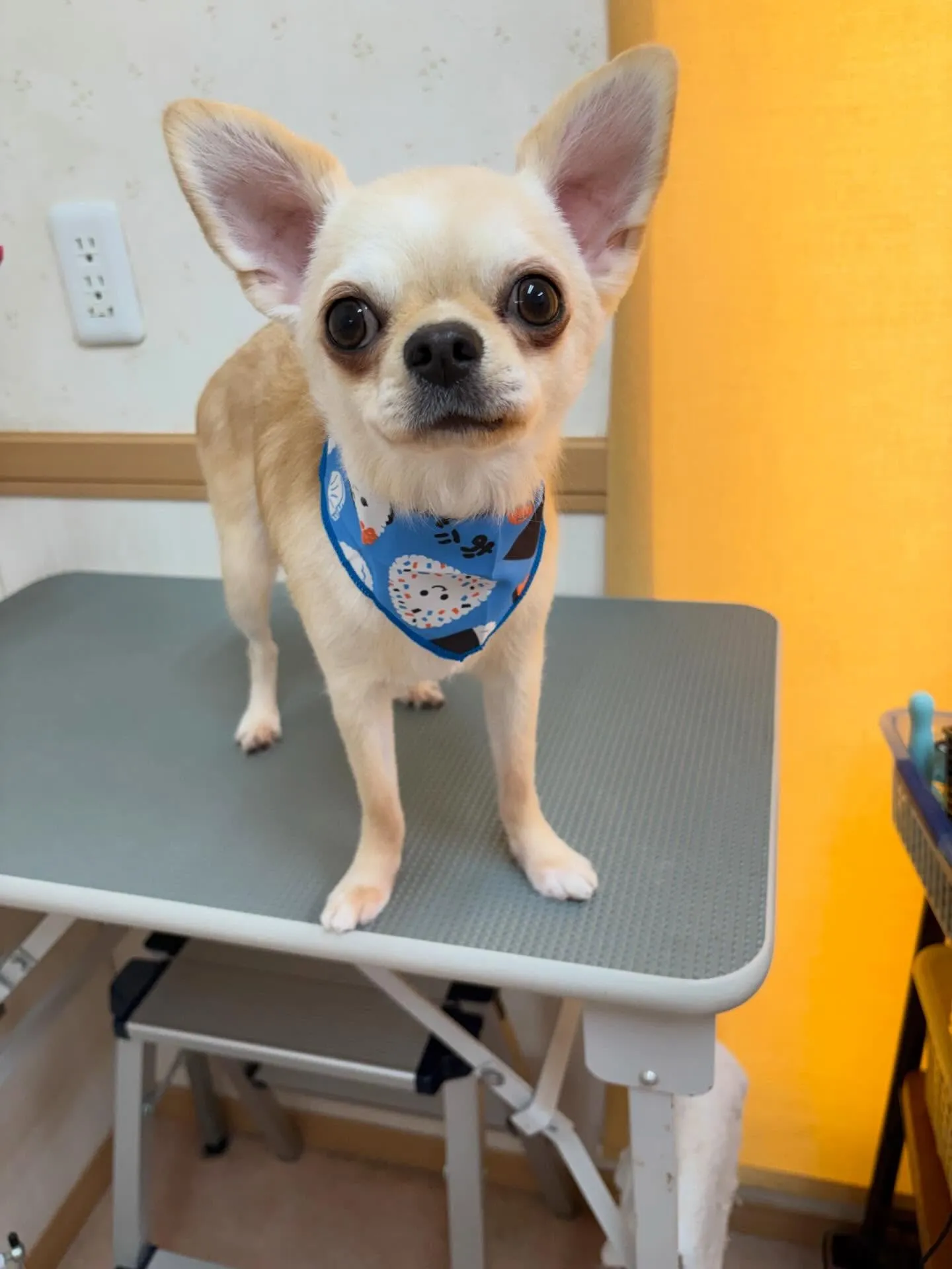 犬のトリミング✂️