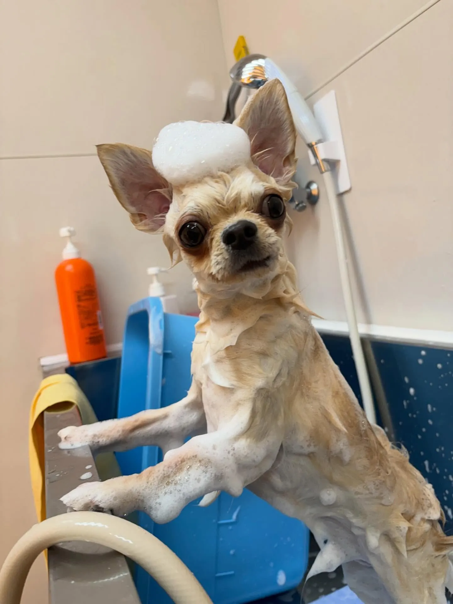 犬のトリミング✂️