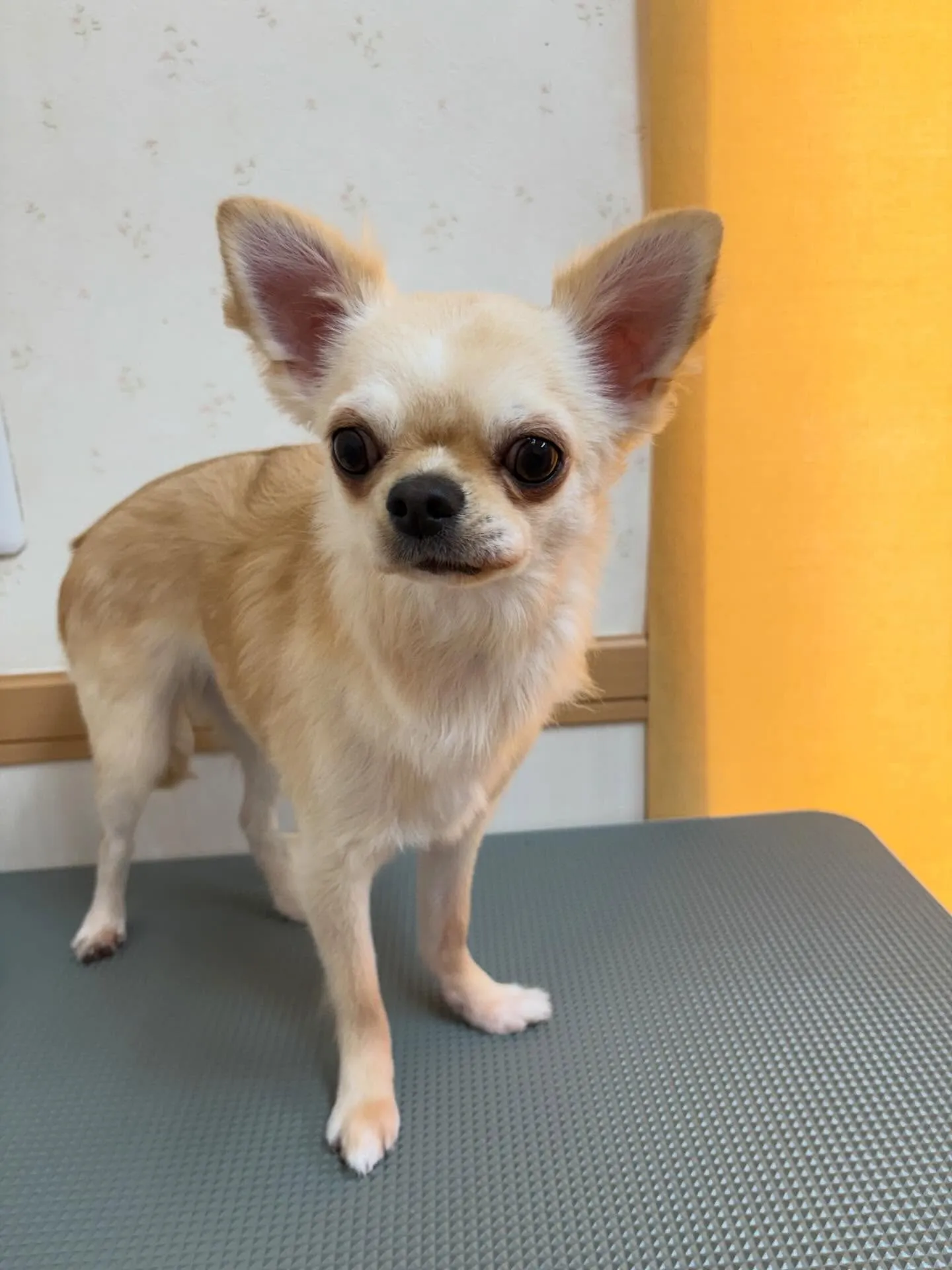 犬のトリミング✂️