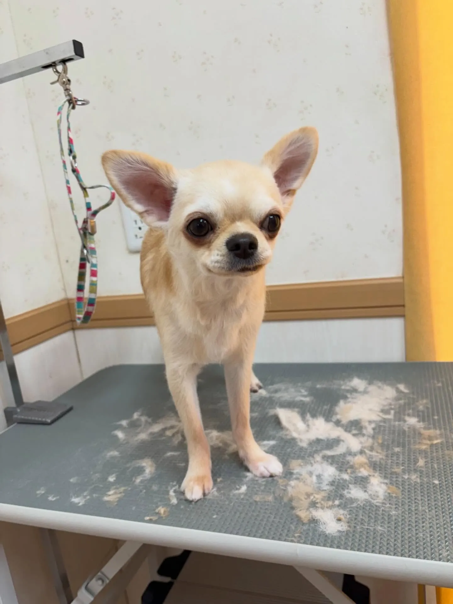 犬のトリミング✂️