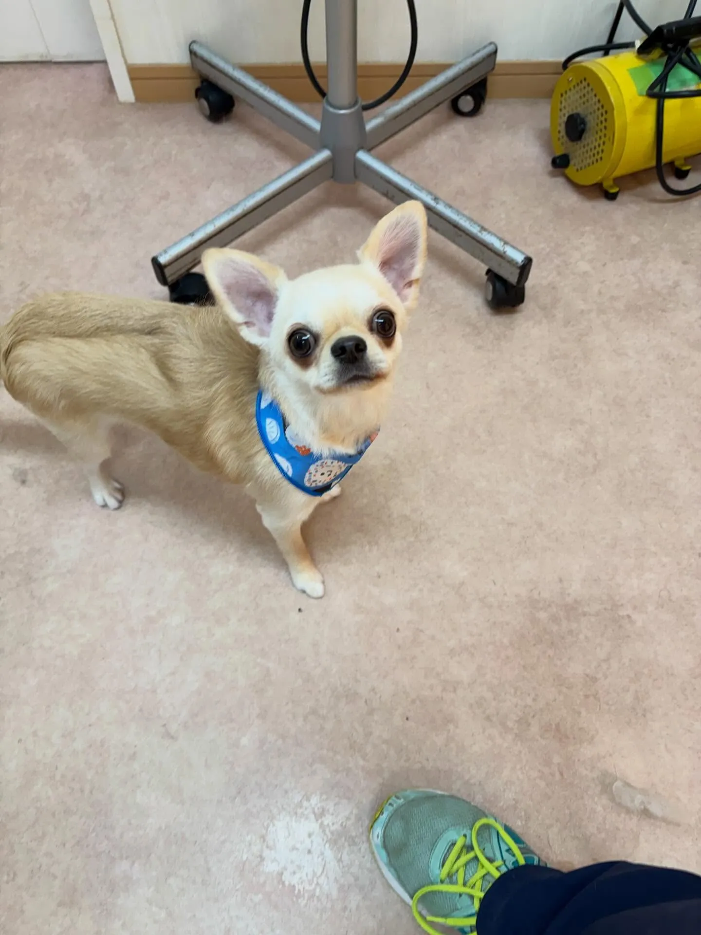 犬のトリミング✂️