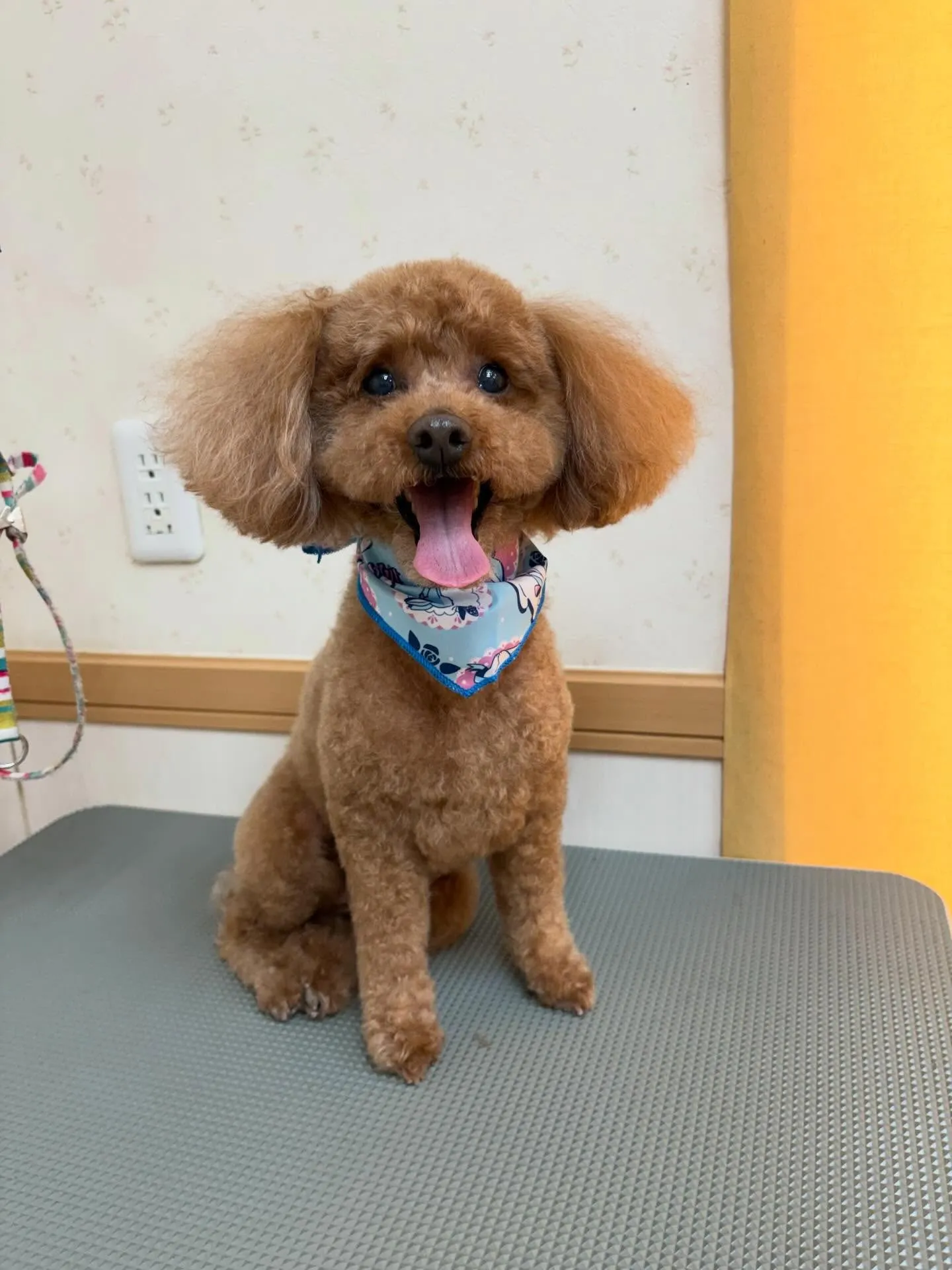 犬のトリミング✂️