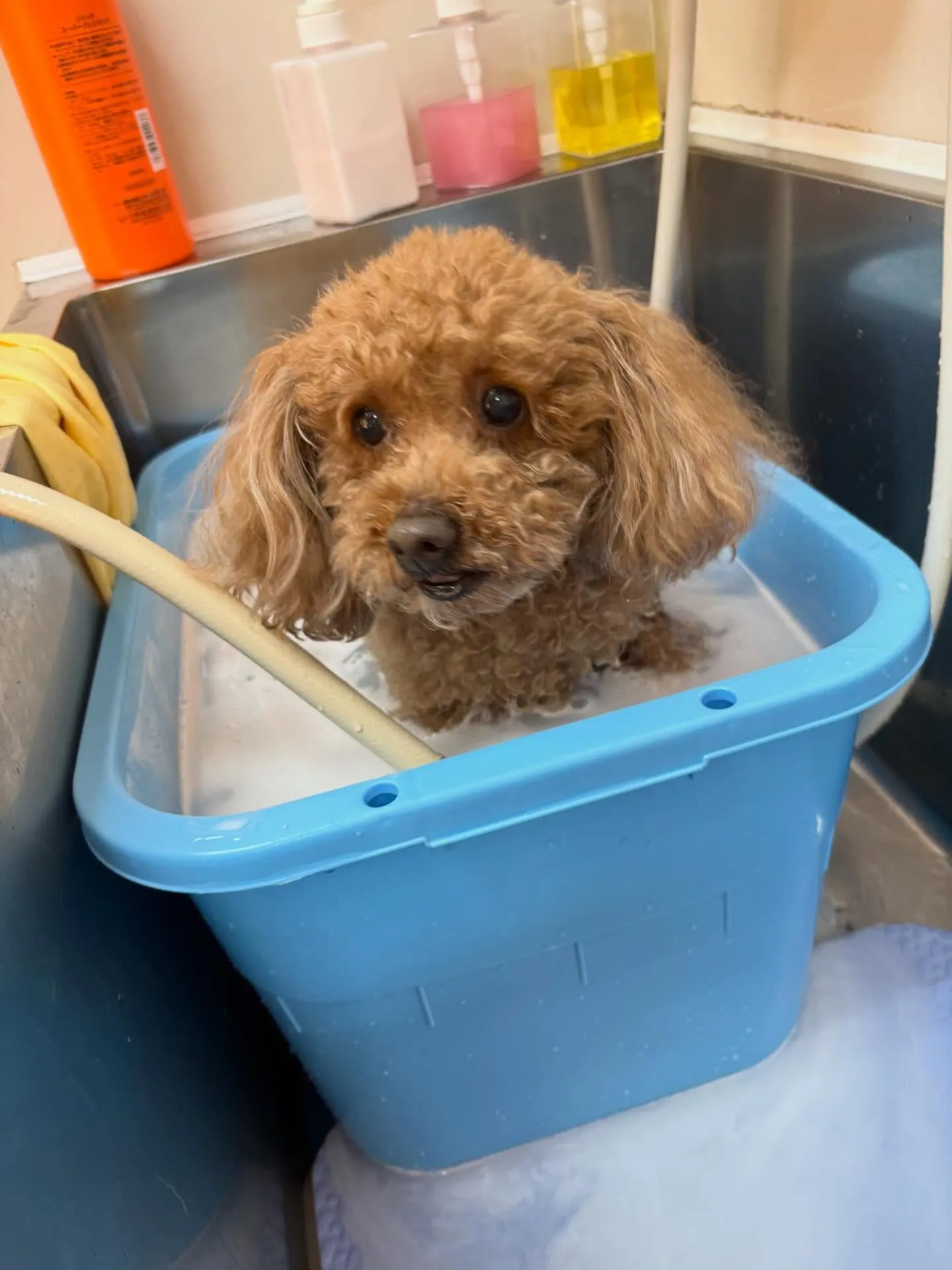 犬のトリミング✂️