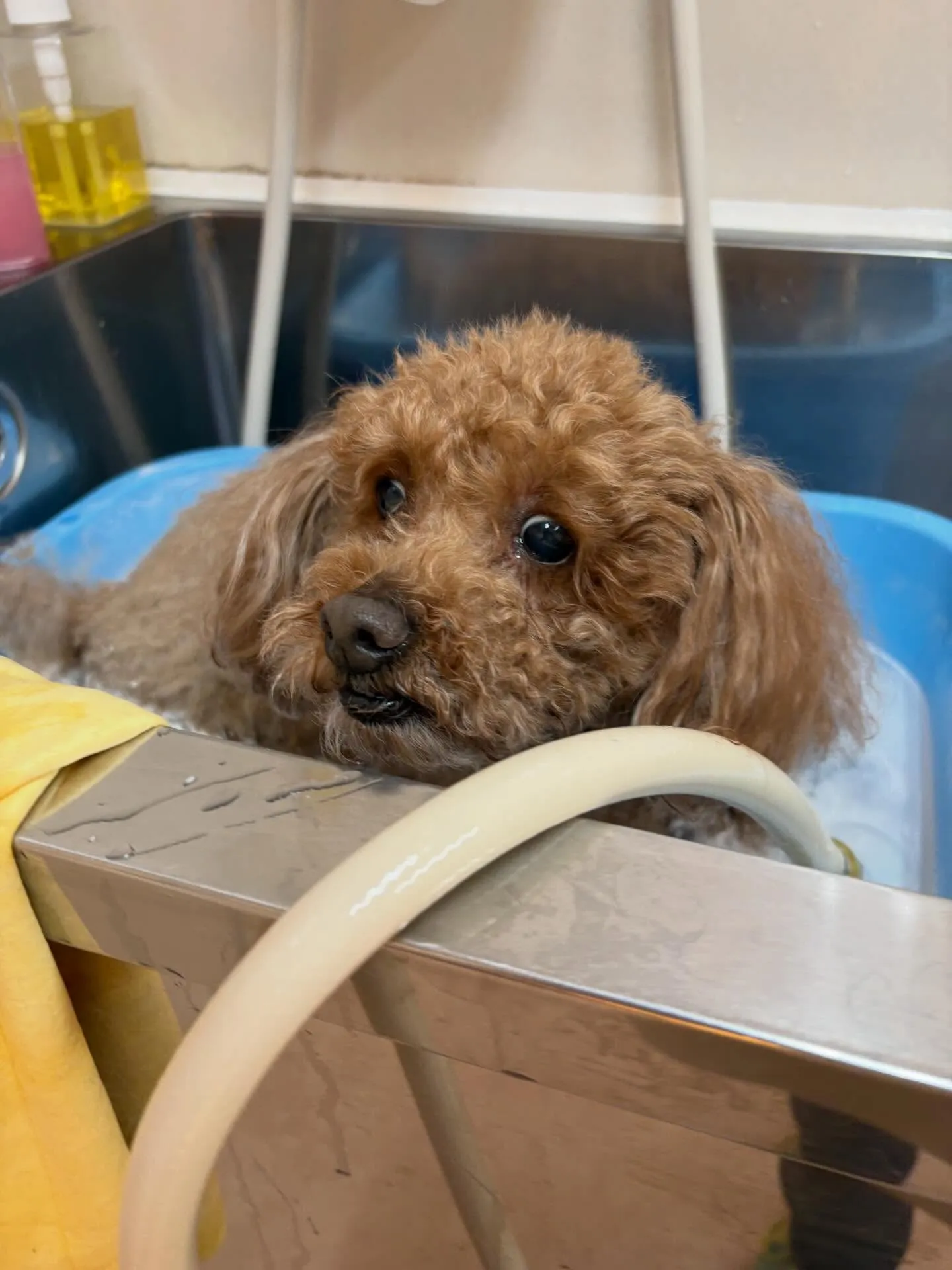 犬のトリミング✂️