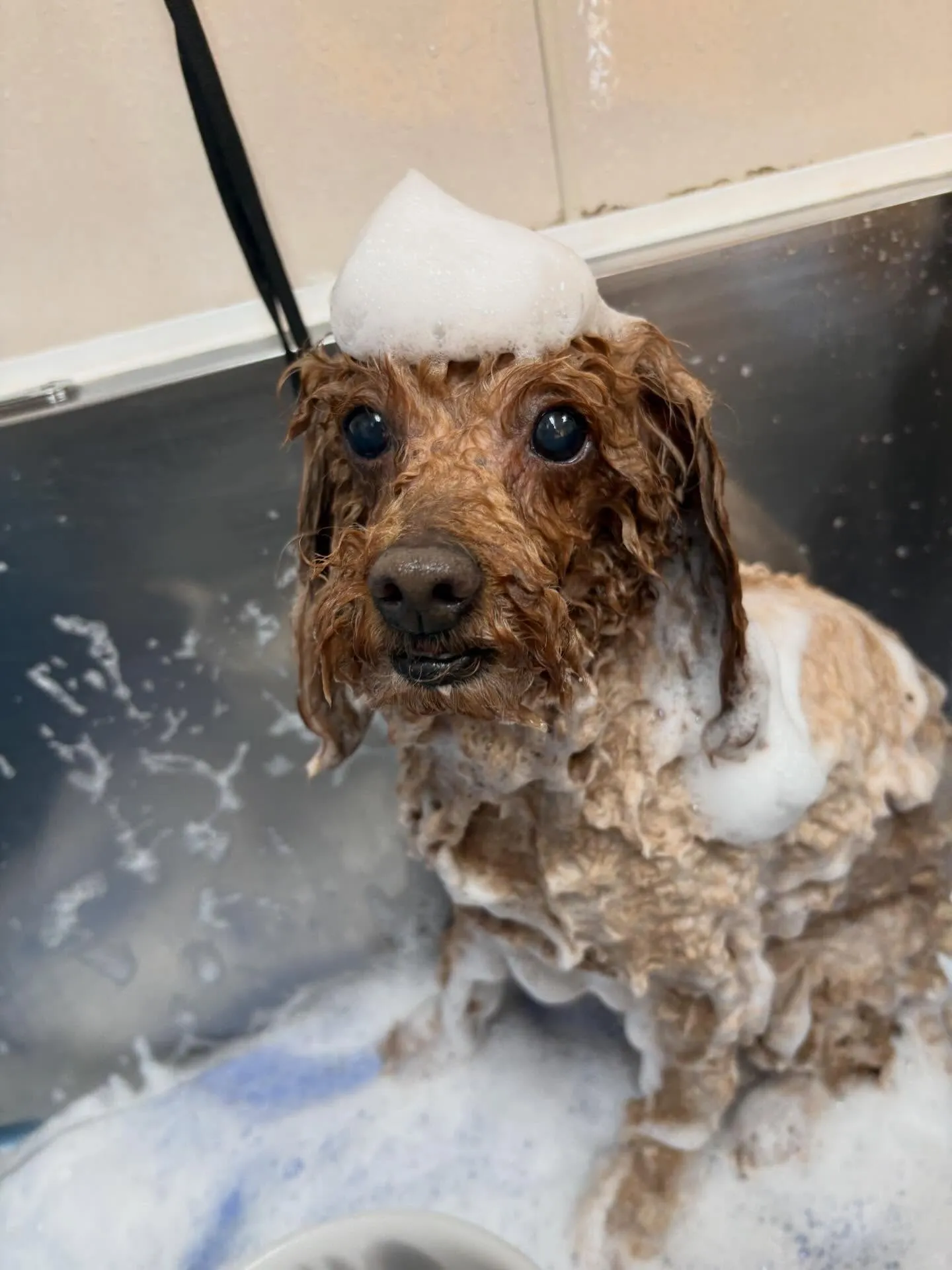 犬のトリミング✂️