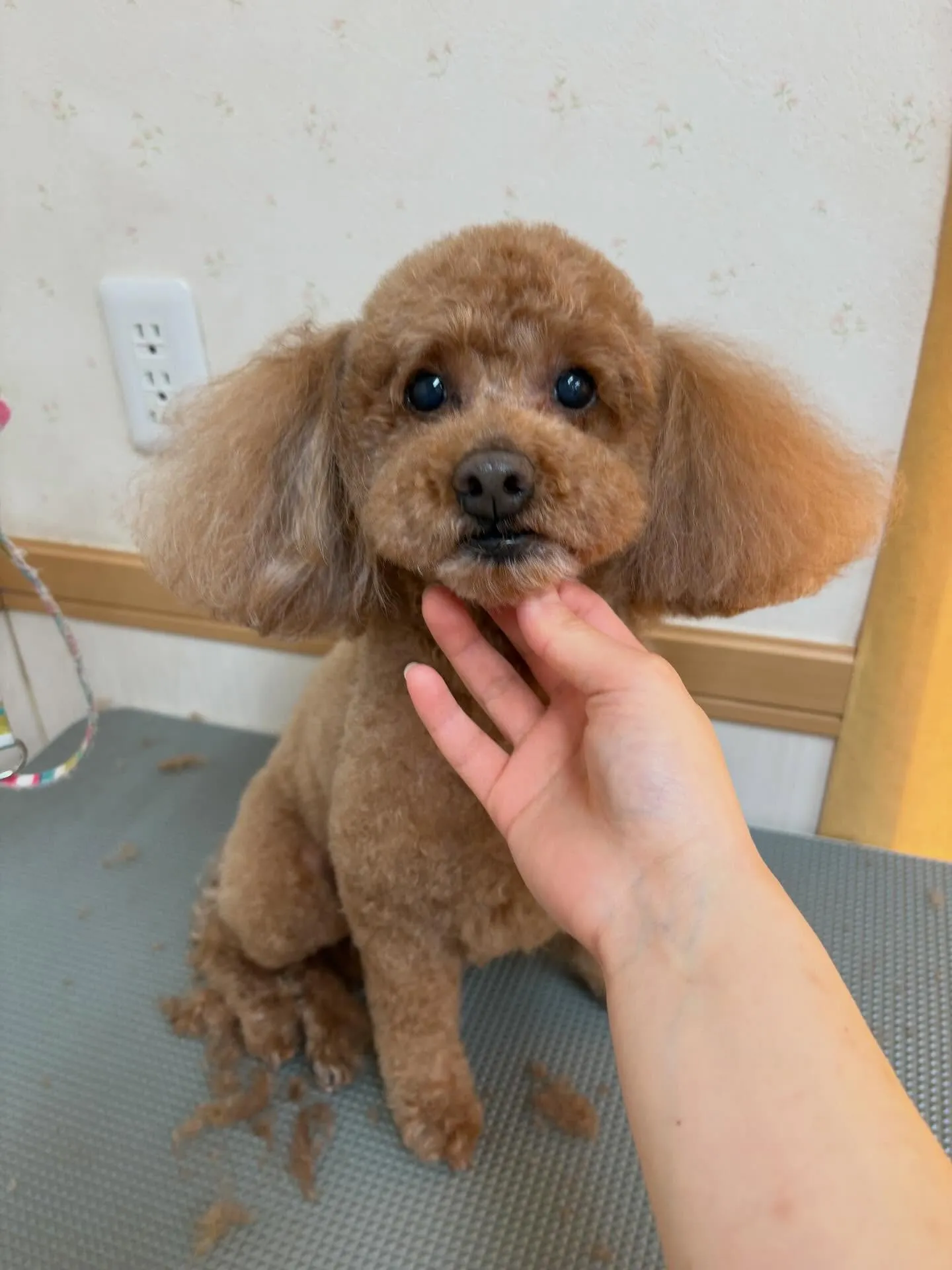 犬のトリミング✂️