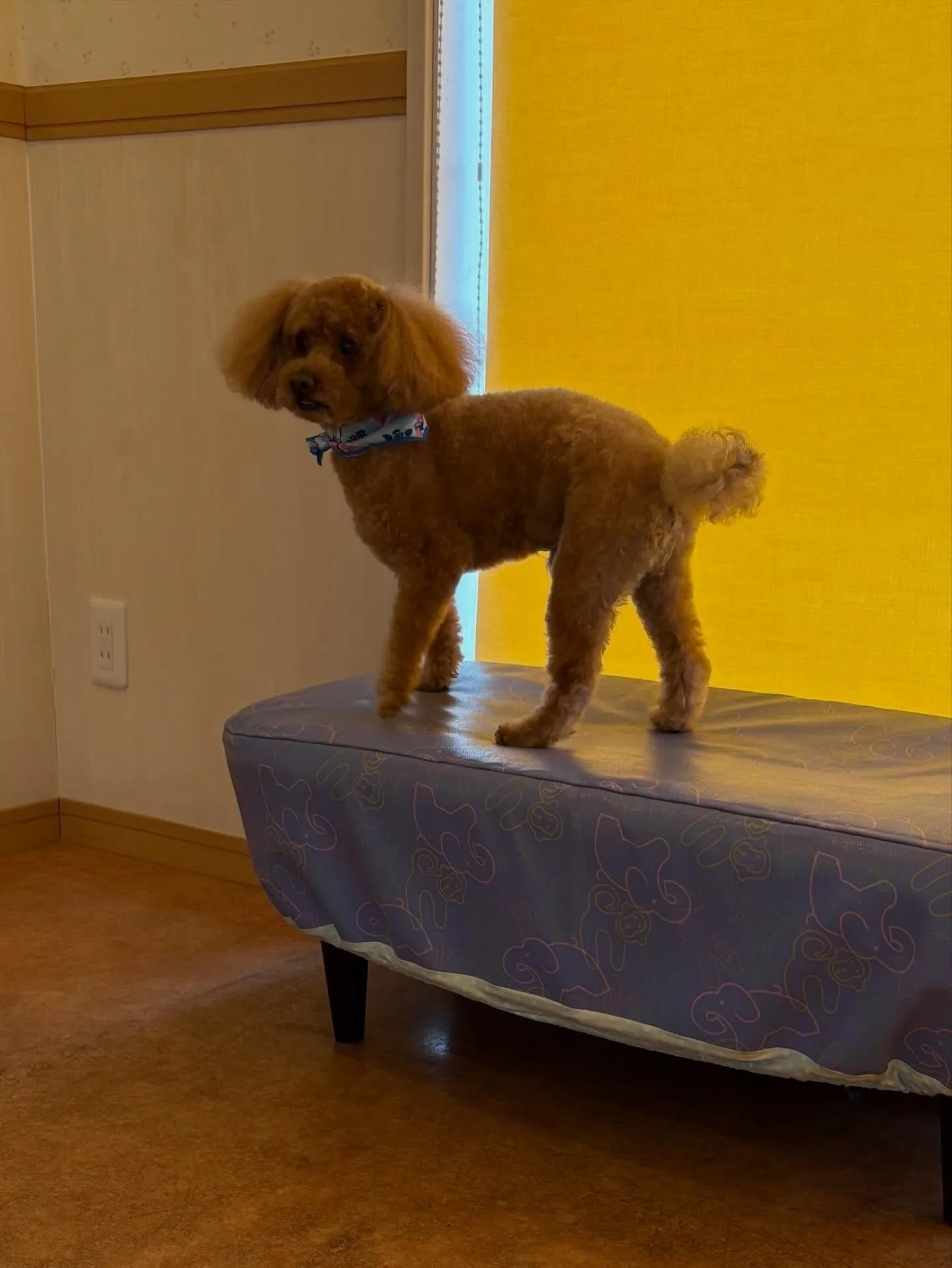 犬のトリミング✂️