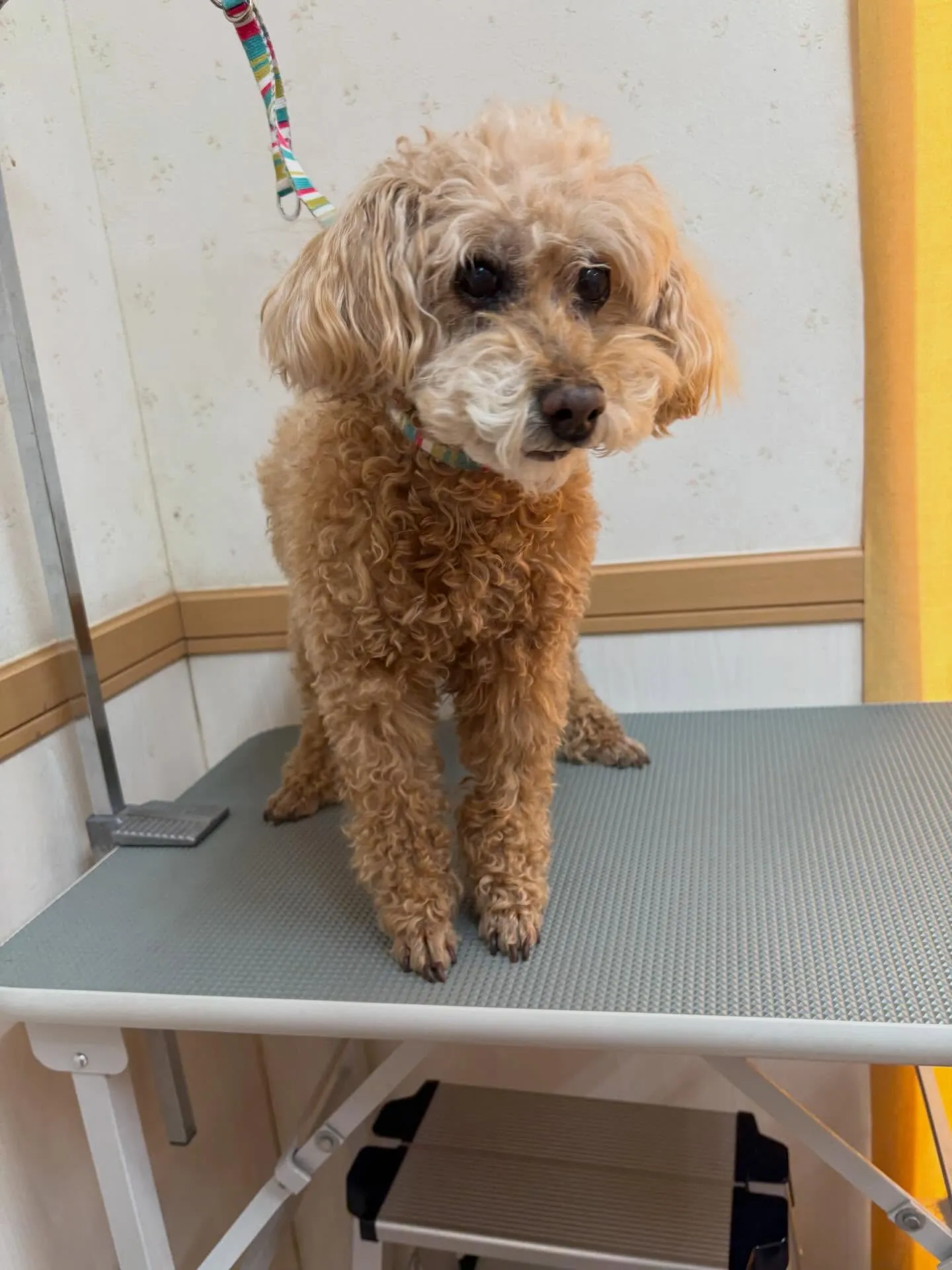 犬のトリミング✂️