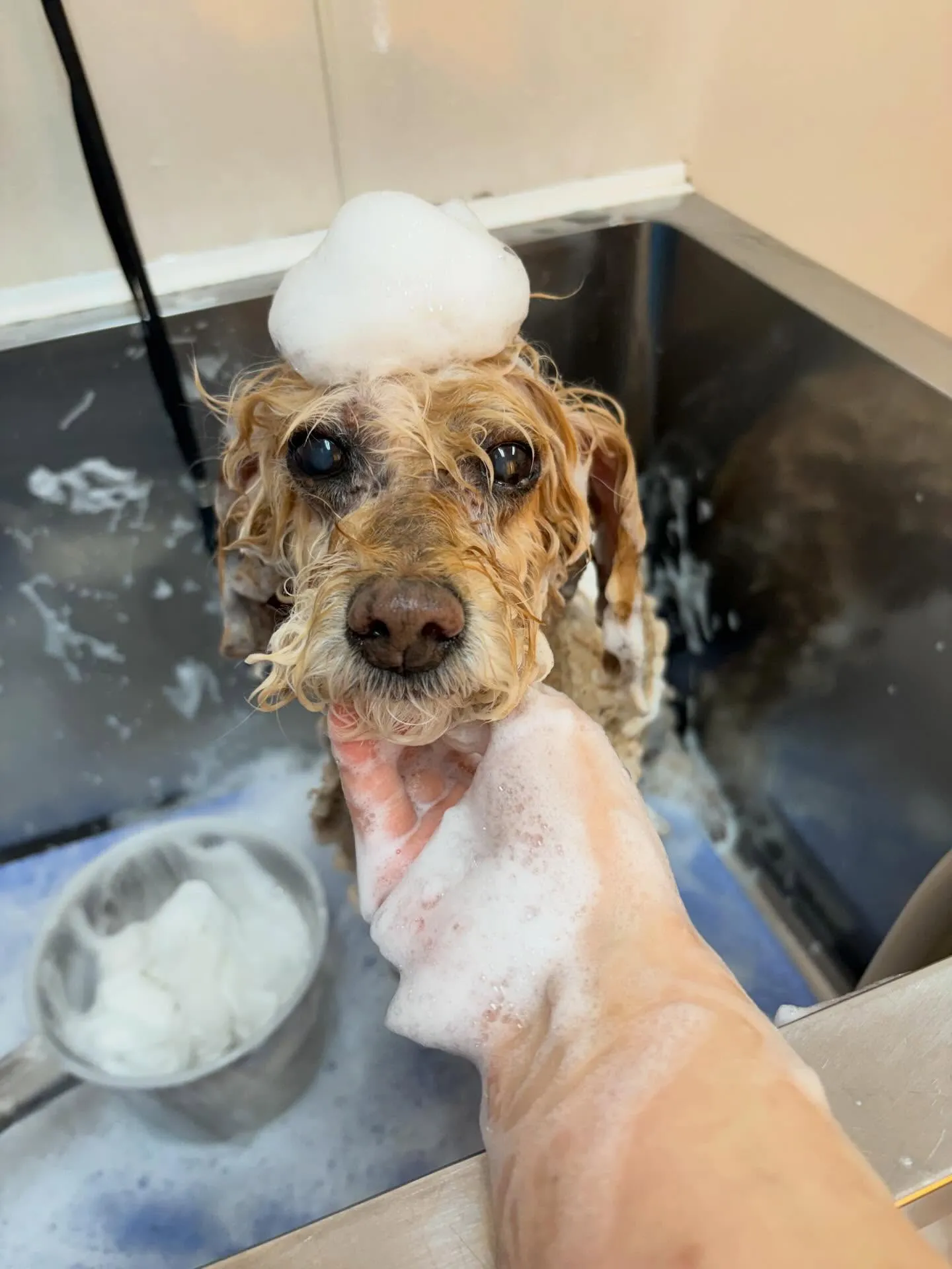 犬のトリミング✂️