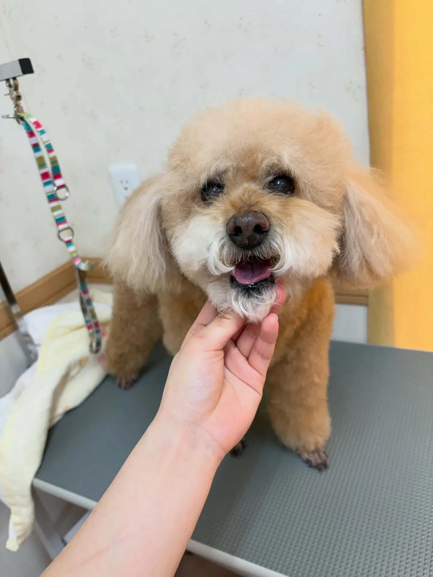 犬のトリミング✂️