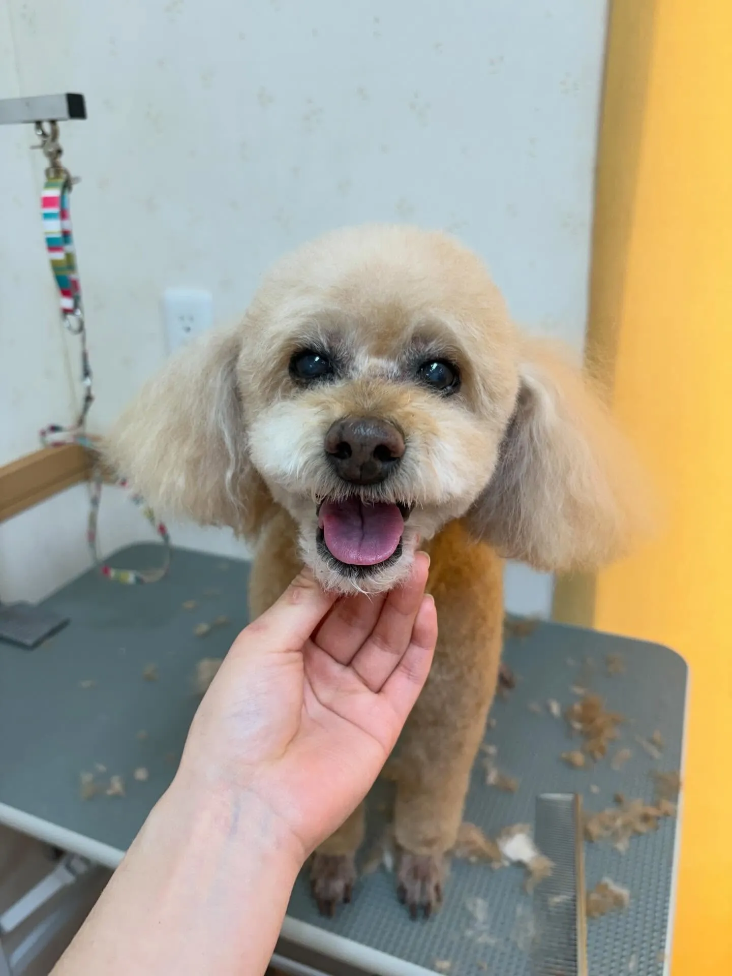 犬のトリミング✂️