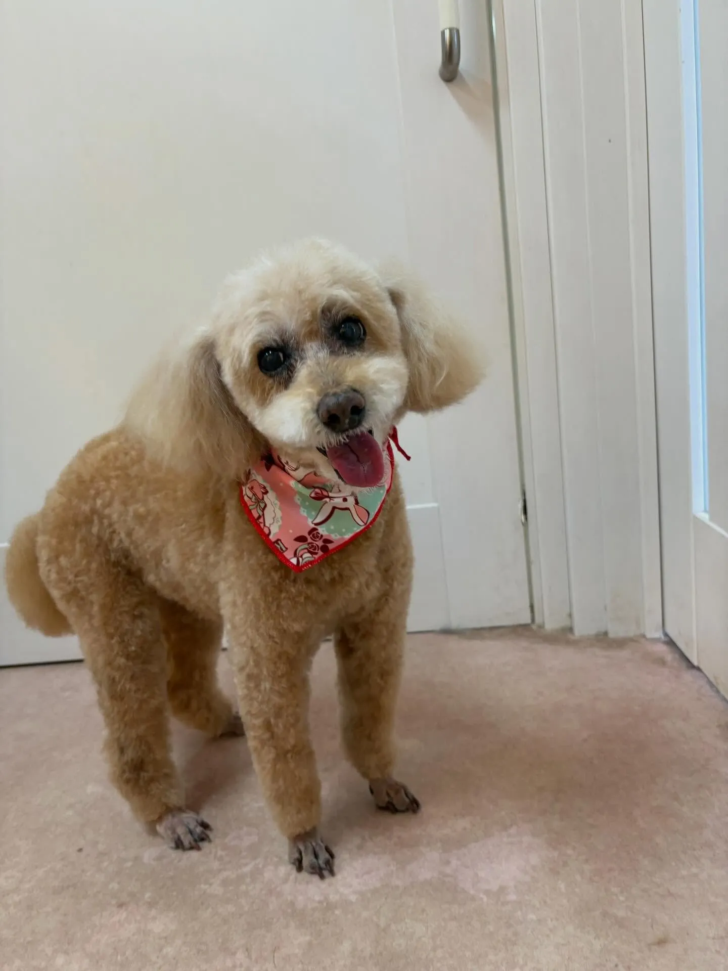 犬のトリミング✂️