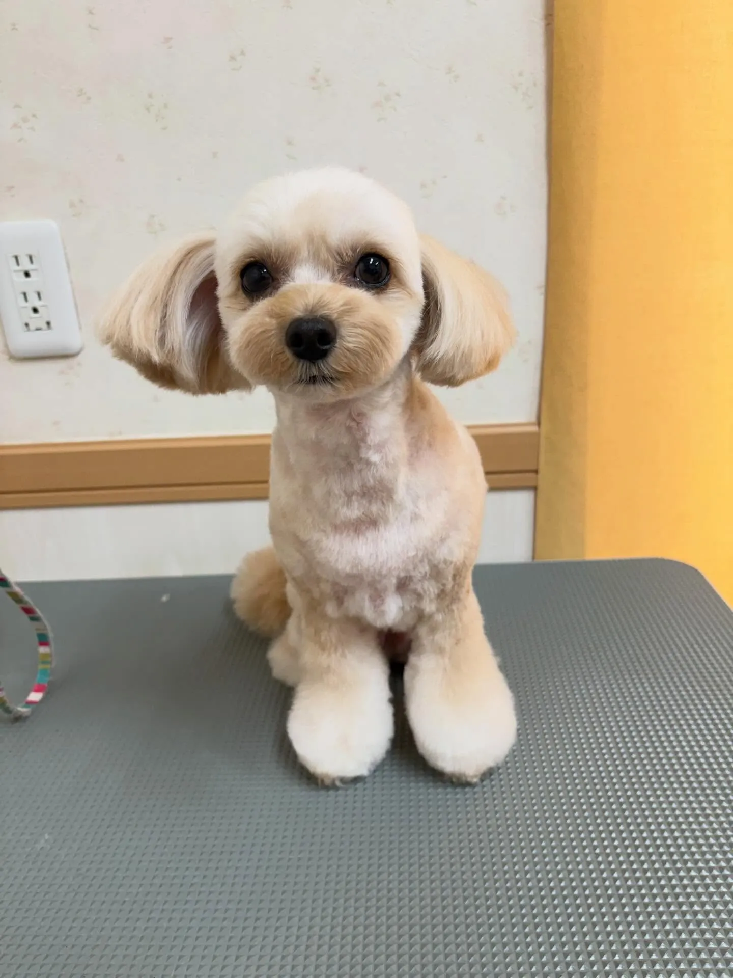 犬のトリミング✂️