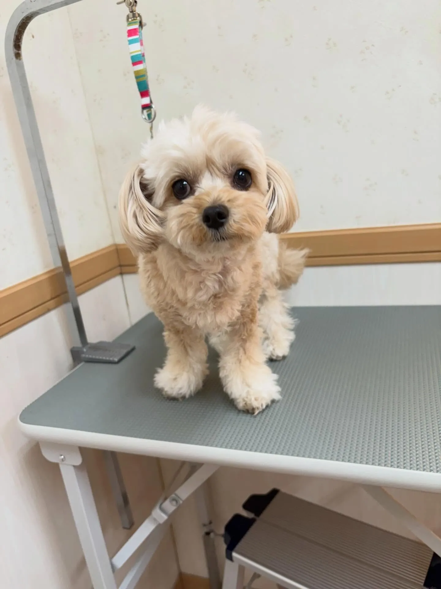 犬のトリミング✂️