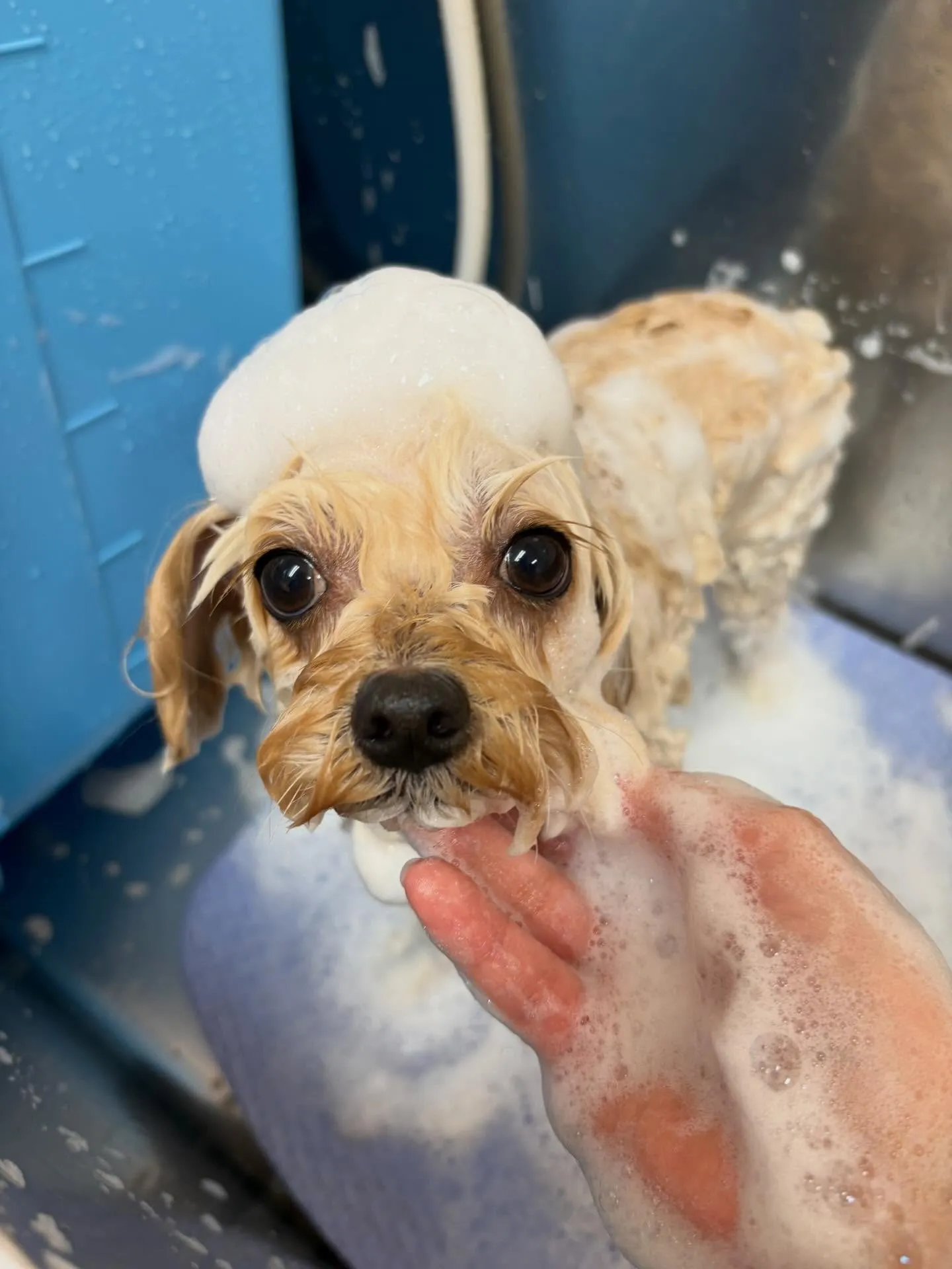 犬のトリミング✂️